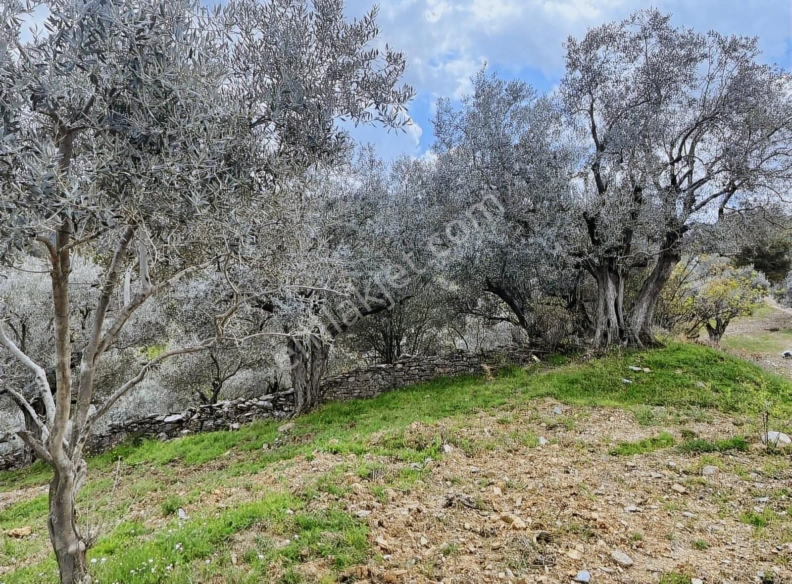 Kemalpaşa Sarılar Satılık Bağ & Bahçe Kemalpaşa Sınancılar Köyünde Zeytin Bahçesi