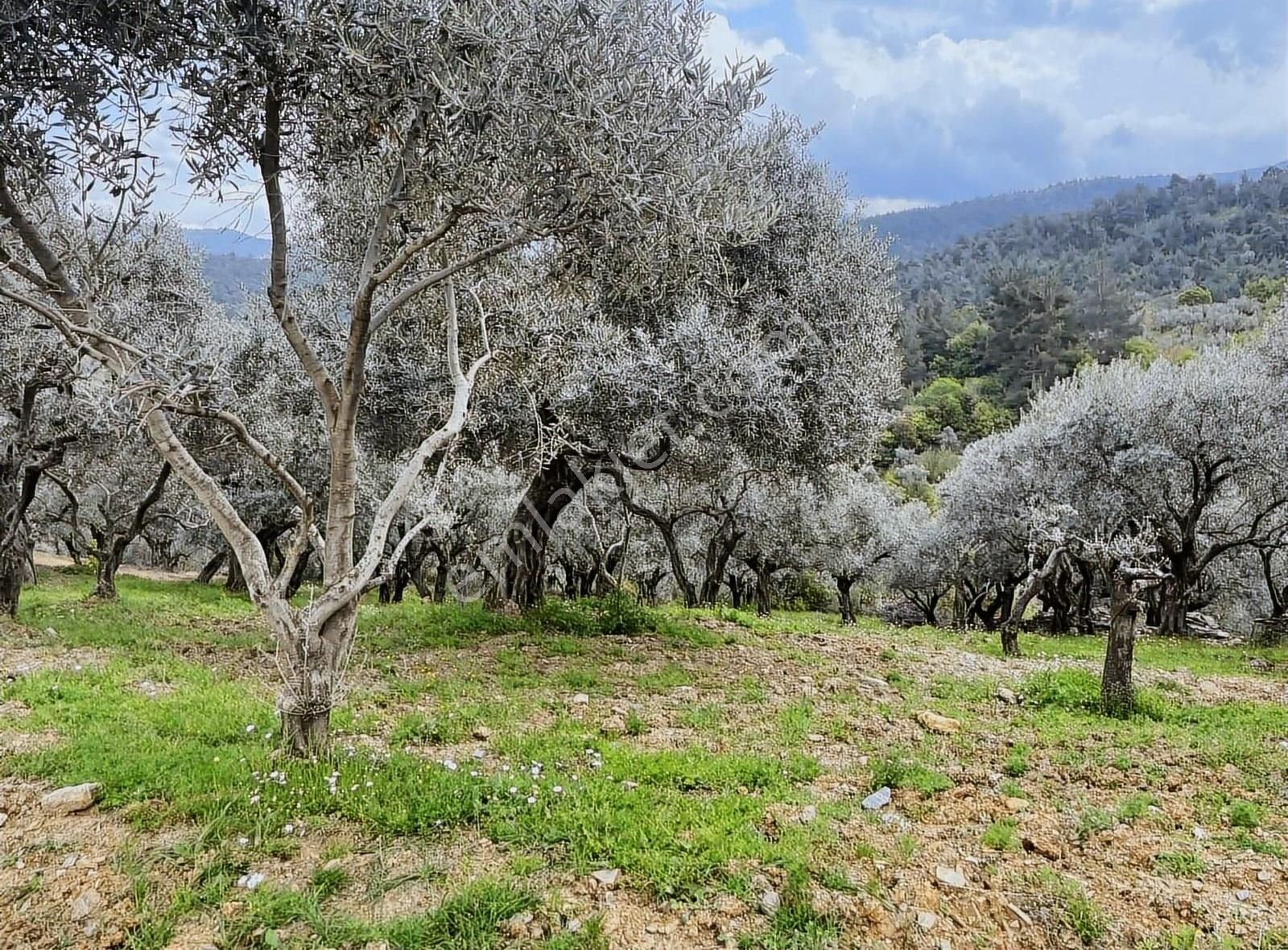 Kemalpaşa Sınancılar Köyünde Zeytin Bahçesi - Görsel 5
