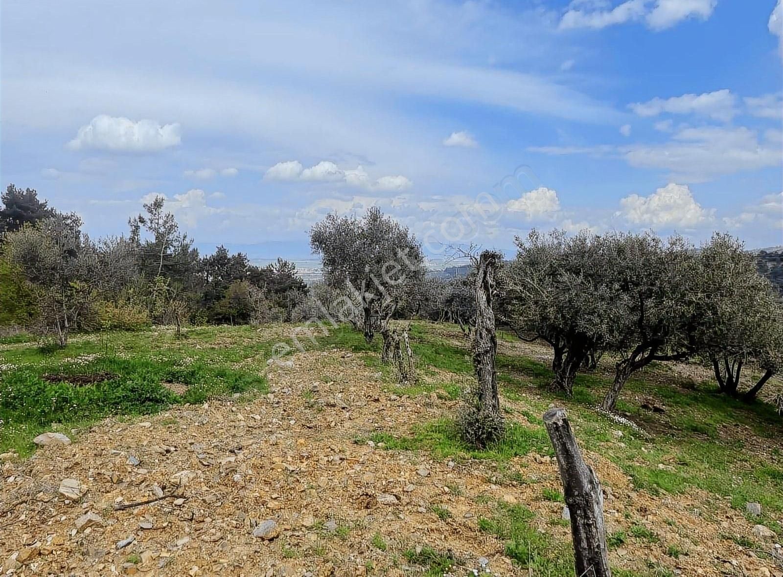 Kemalpaşa Sınancılar Köyünde Zeytin Bahçesi - Görsel 12