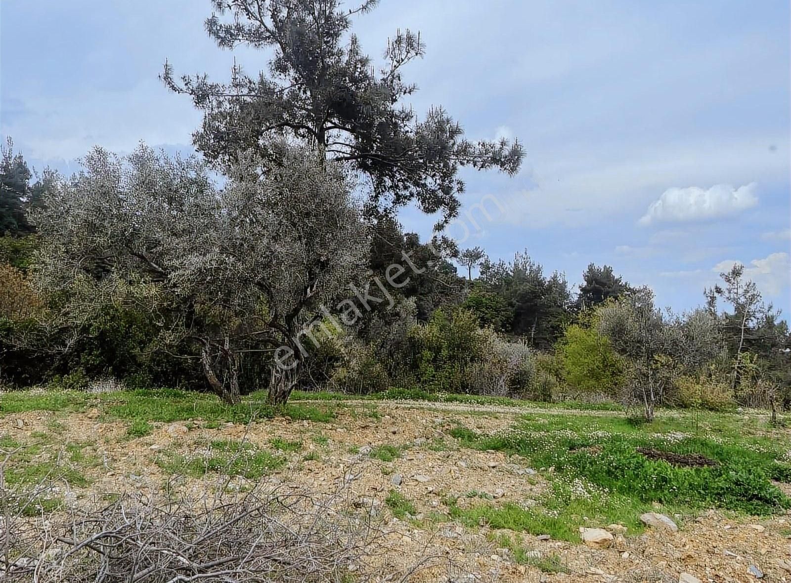 Kemalpaşa Sınancılar Köyünde Zeytin Bahçesi - Görsel 8