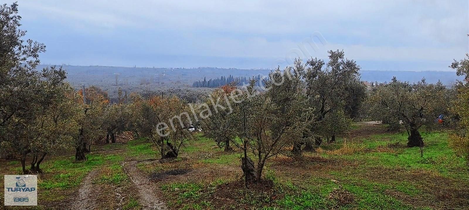 Orhangazi Çakırlı Satılık Zeytinlik Kaçırılmaz Göl Manzaralı Satılık Zeytinlik Arazi