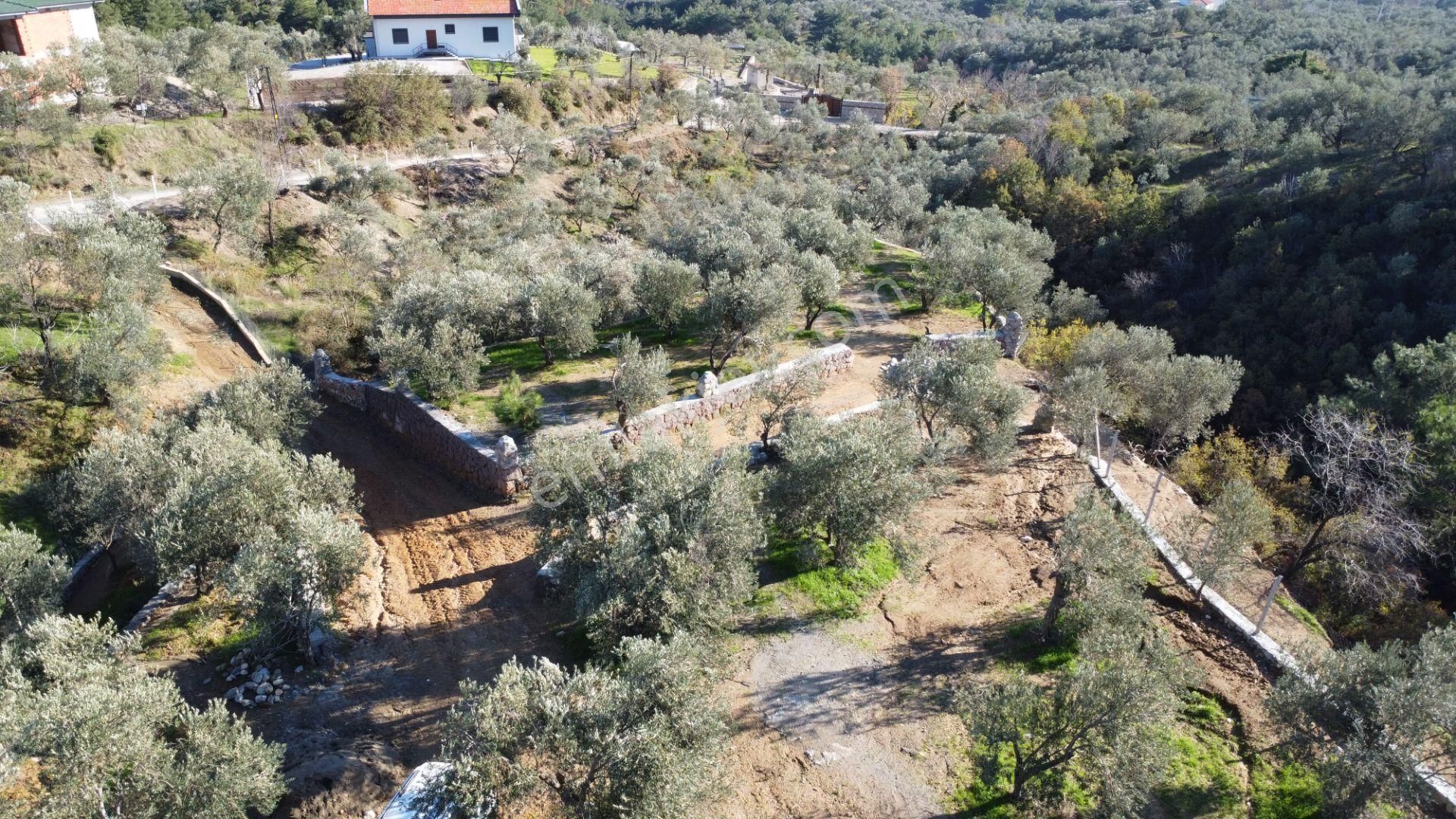 Kavuşturan Emlak'tan Çamlıbel Deniz Manzaralı Satılık Zeytinlik - Görsel 11