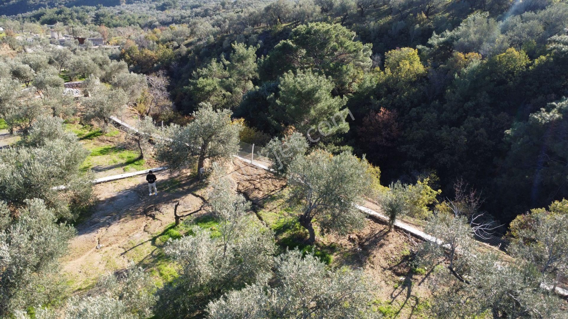 Kavuşturan Emlak'tan Çamlıbel Deniz Manzaralı Satılık Zeytinlik - Görsel 9
