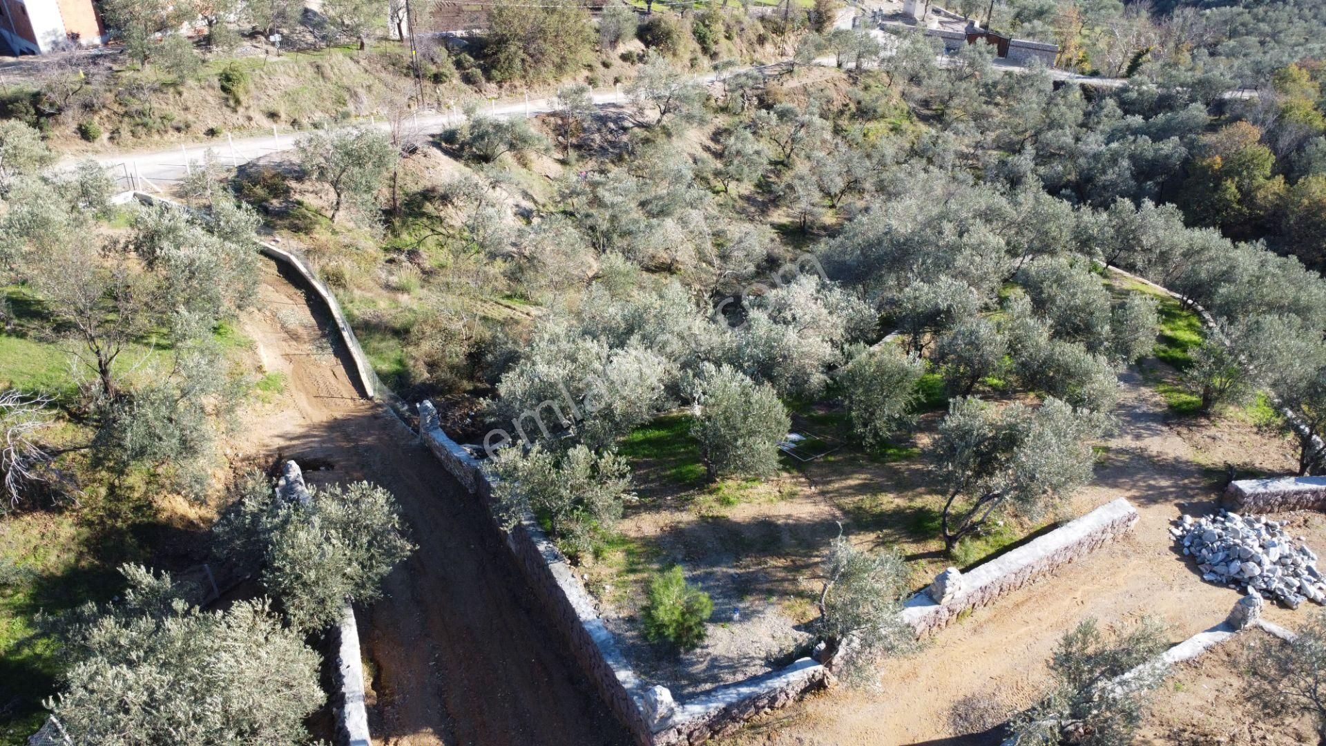 Kavuşturan Emlak'tan Çamlıbel Deniz Manzaralı Satılık Zeytinlik - Görsel 17