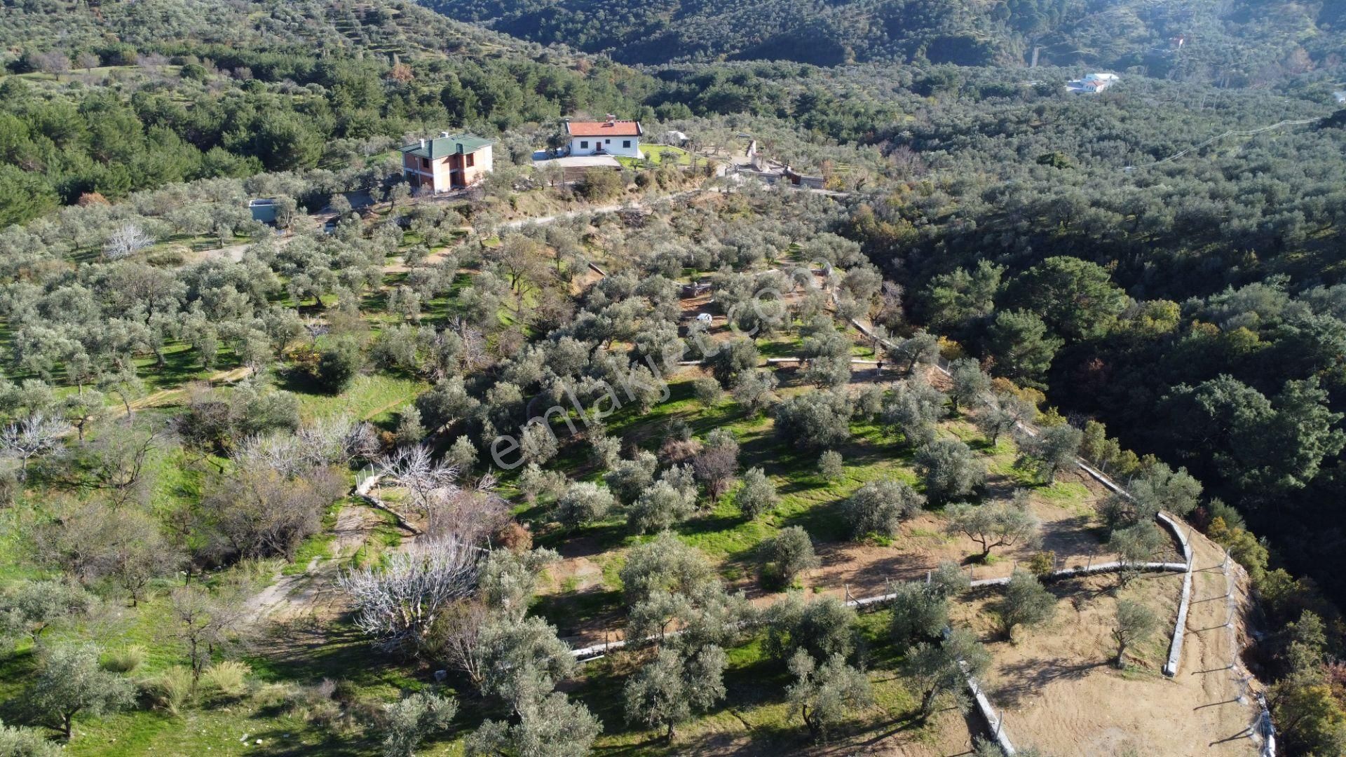 Kavuşturan Emlak'tan Çamlıbel Deniz Manzaralı Satılık Zeytinlik - Görsel 5