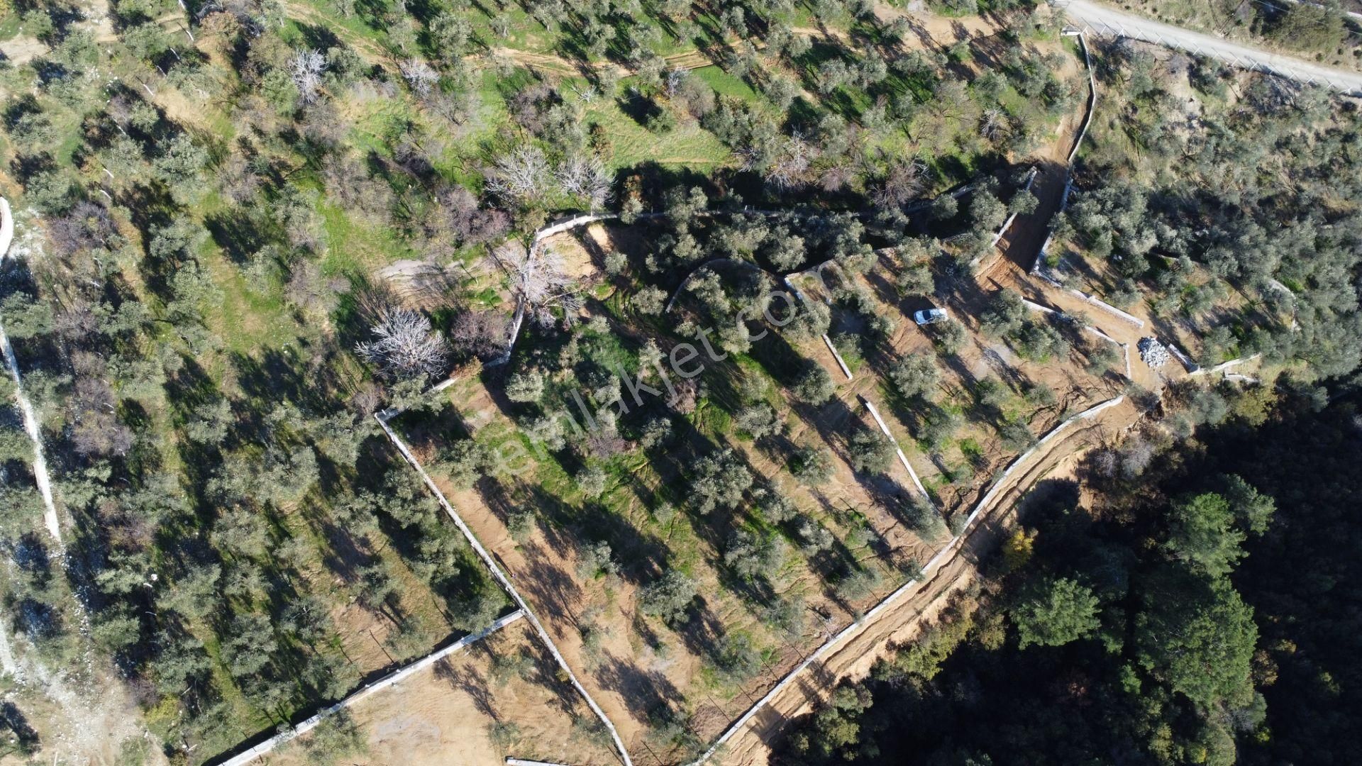 Kavuşturan Emlak'tan Çamlıbel Deniz Manzaralı Satılık Zeytinlik - Görsel 7