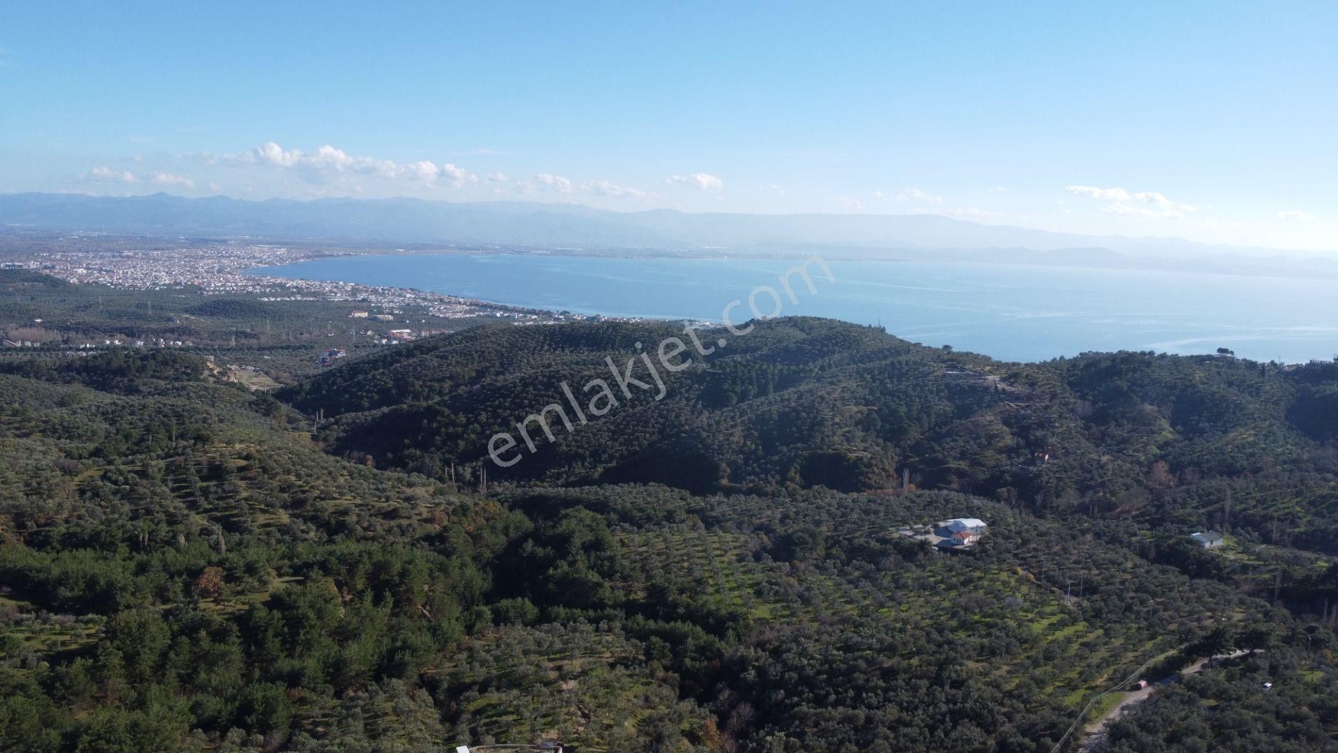 Kavuşturan Emlak'tan Çamlıbel Deniz Manzaralı Satılık Zeytinlik - Görsel 2