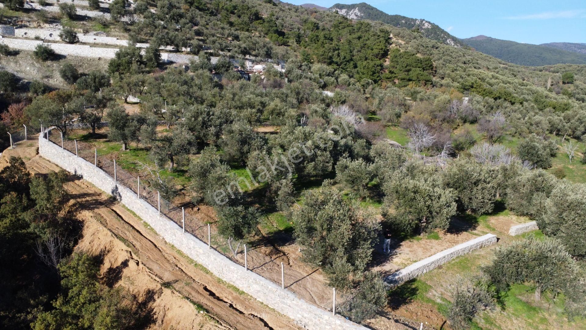 Kavuşturan Emlak'tan Çamlıbel Deniz Manzaralı Satılık Zeytinlik - Görsel 15