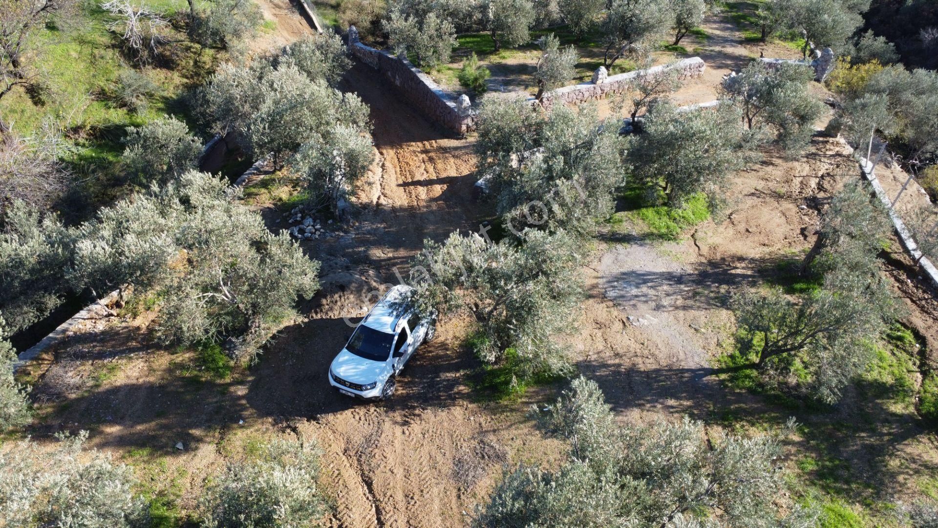 Kavuşturan Emlak'tan Çamlıbel Deniz Manzaralı Satılık Zeytinlik - Görsel 10