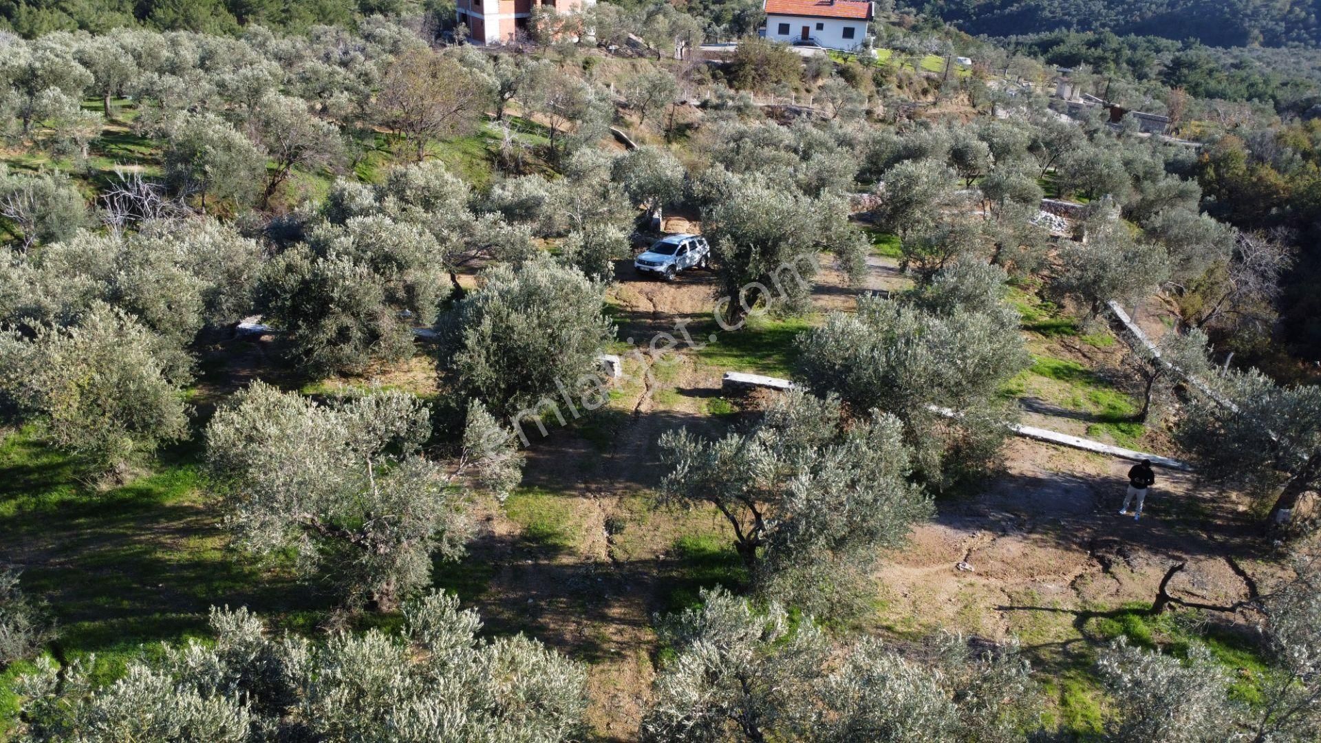 Kavuşturan Emlak'tan Çamlıbel Deniz Manzaralı Satılık Zeytinlik - Görsel 8
