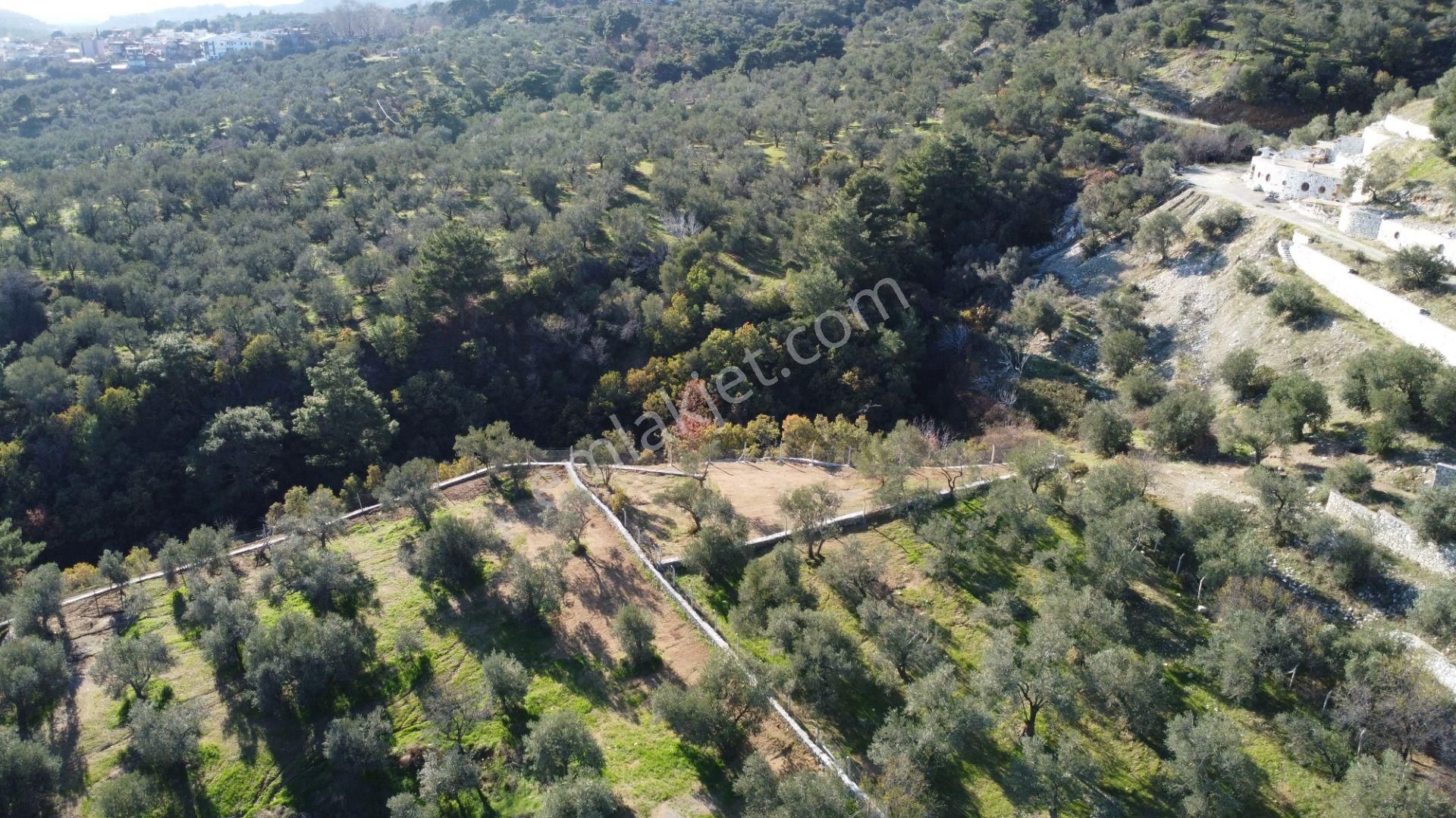 Kavuşturan Emlak'tan Çamlıbel Deniz Manzaralı Satılık Zeytinlik - Görsel 4