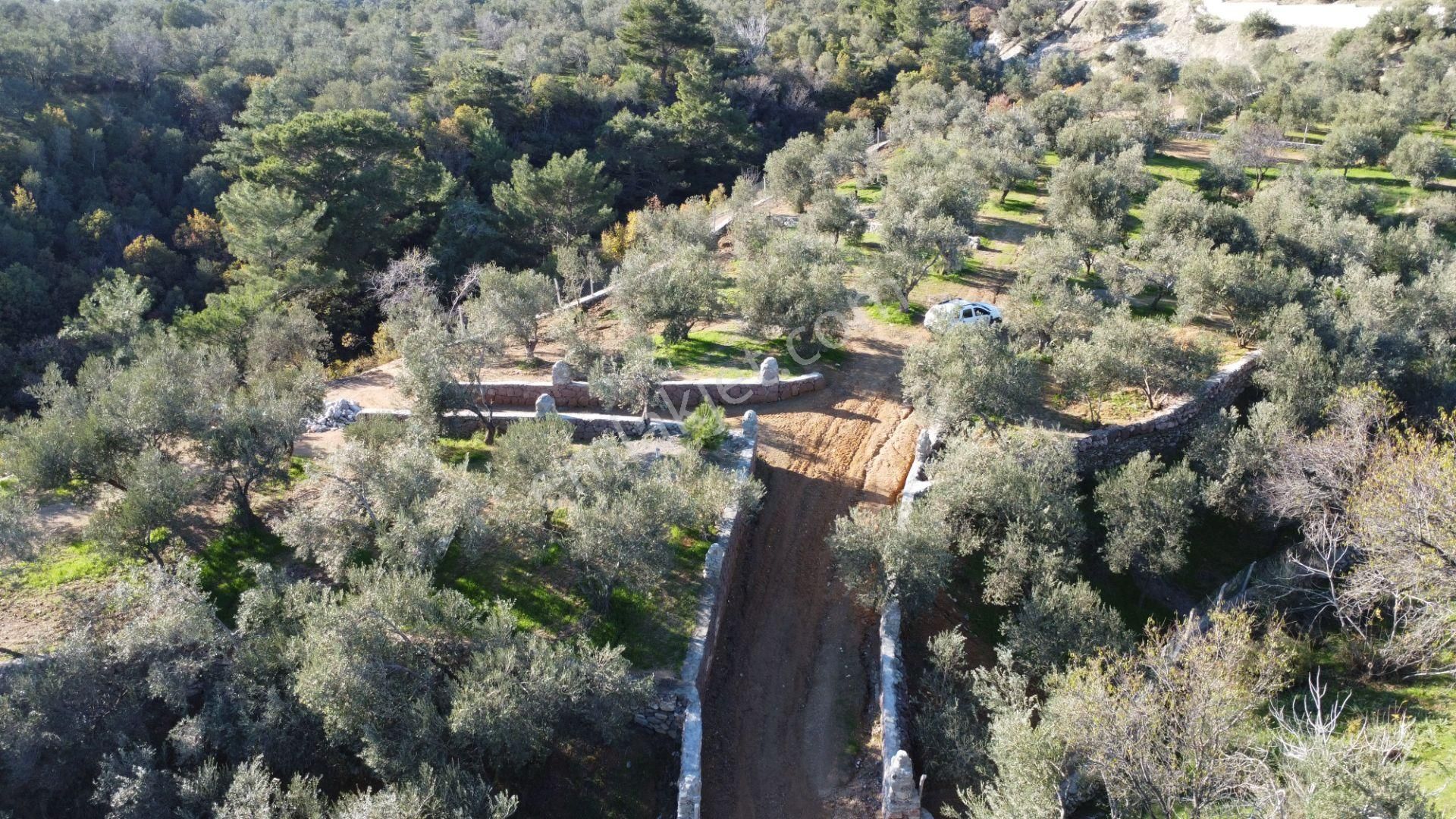 Kavuşturan Emlak'tan Çamlıbel Deniz Manzaralı Satılık Zeytinlik - Görsel 12