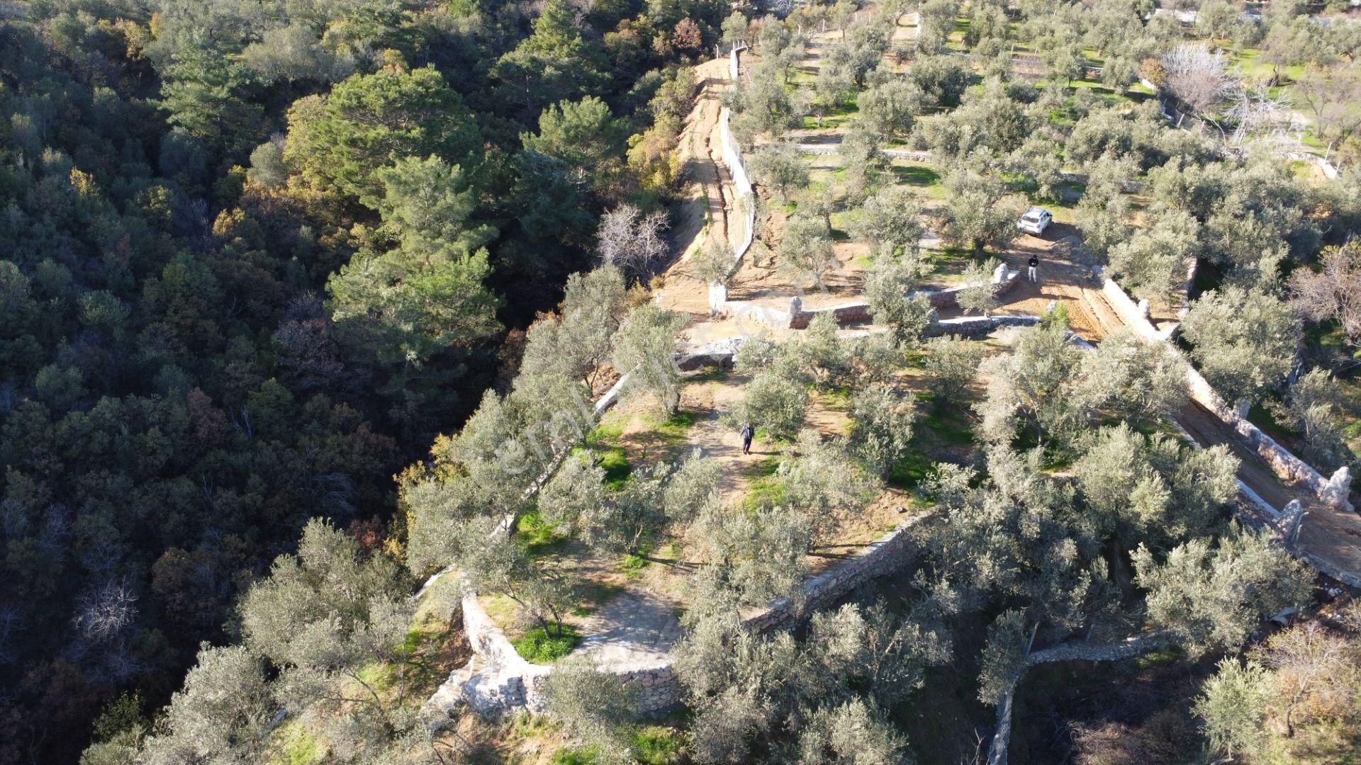 Kavuşturan Emlak'tan Çamlıbel Deniz Manzaralı Satılık Zeytinlik - Görsel 19