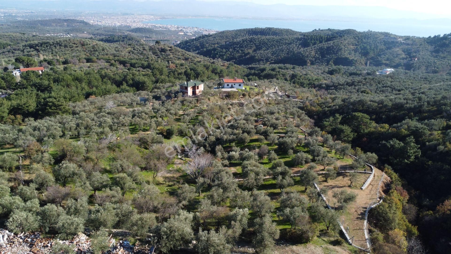 Kavuşturan Emlak'tan Çamlıbel Deniz Manzaralı Satılık Zeytinlik - Görsel 6