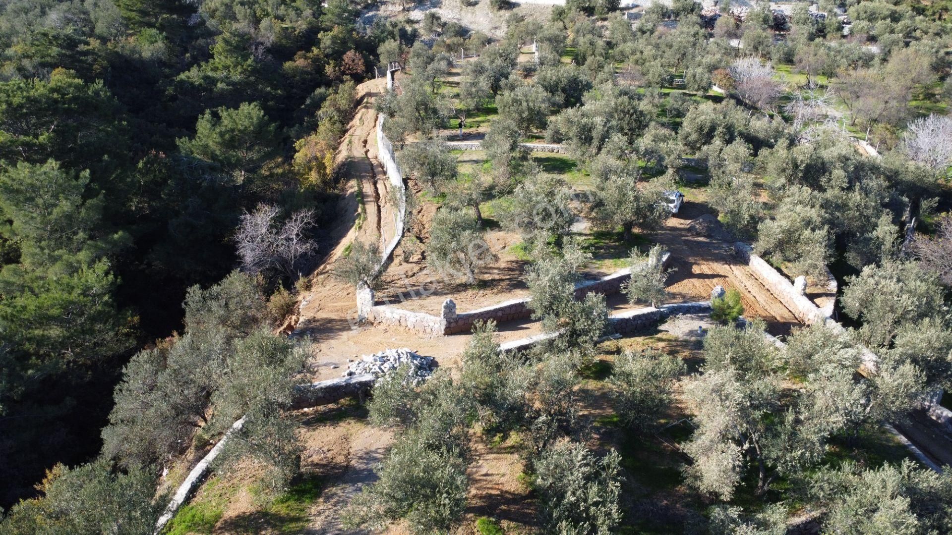 Kavuşturan Emlak'tan Çamlıbel Deniz Manzaralı Satılık Zeytinlik - Görsel 13