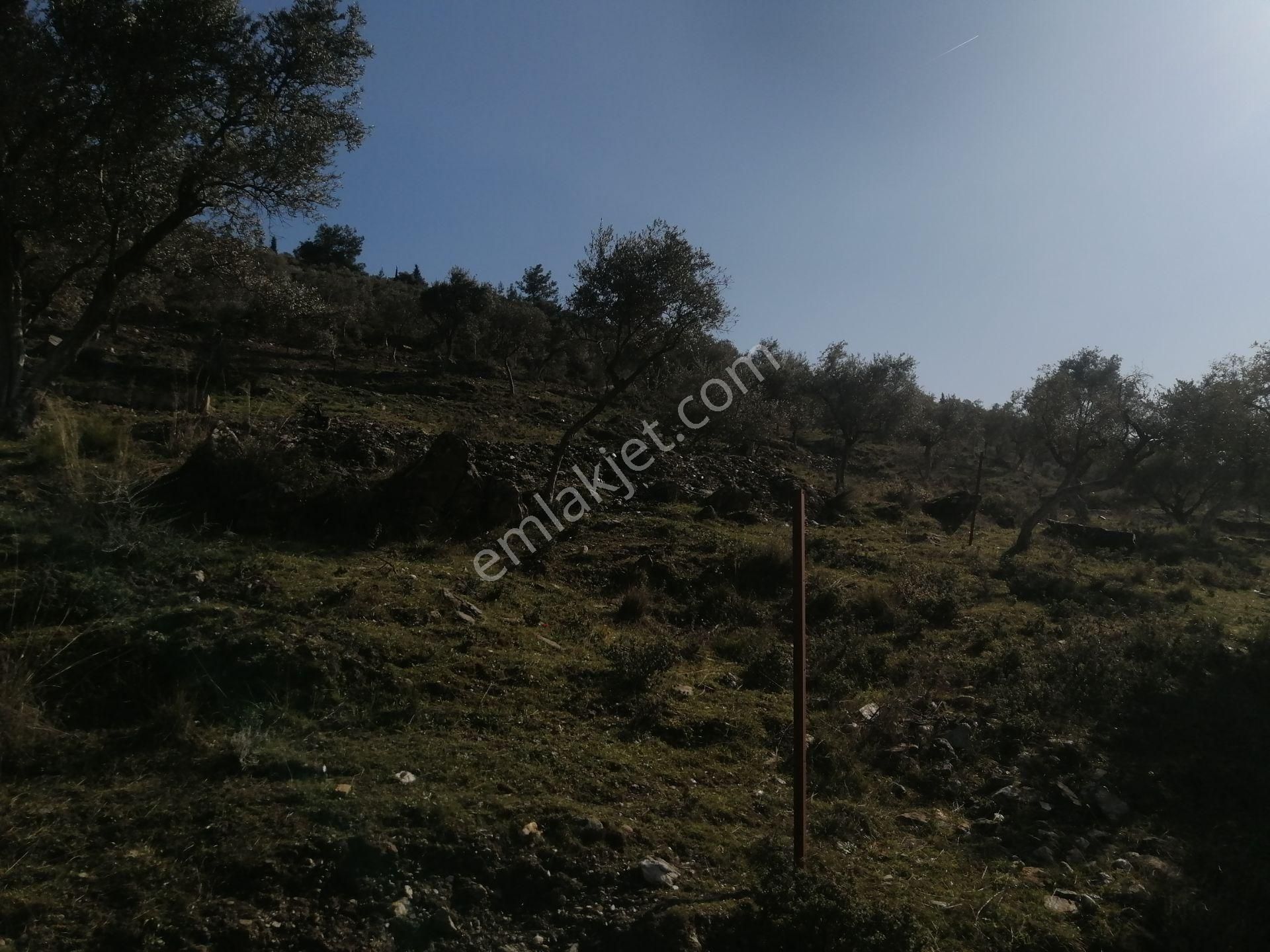 İzmir Torbalı Gold Emlaktan Satılık Zeytinlik - Görsel 13
