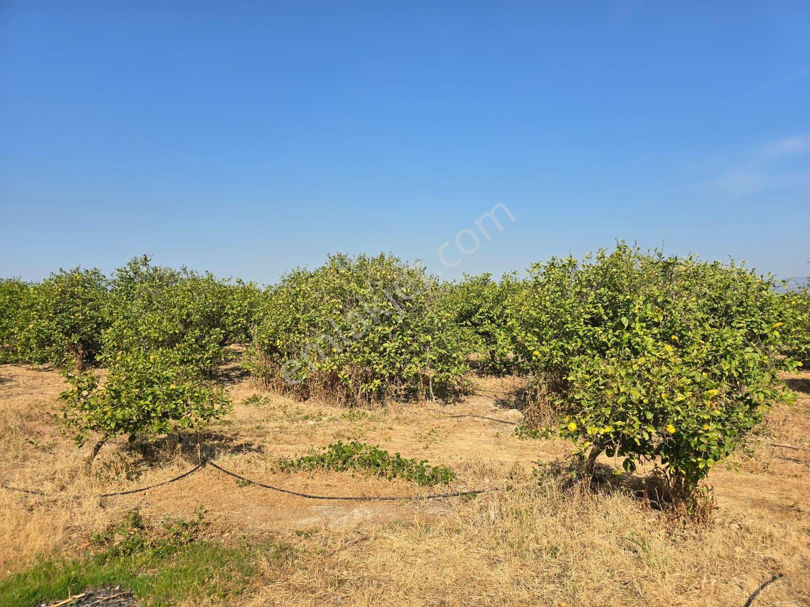 Silifke Bahçe Satılık Bağ & Bahçe Mersin Silifke Bahçe Mah.'de Satılık Limon Bahçesi