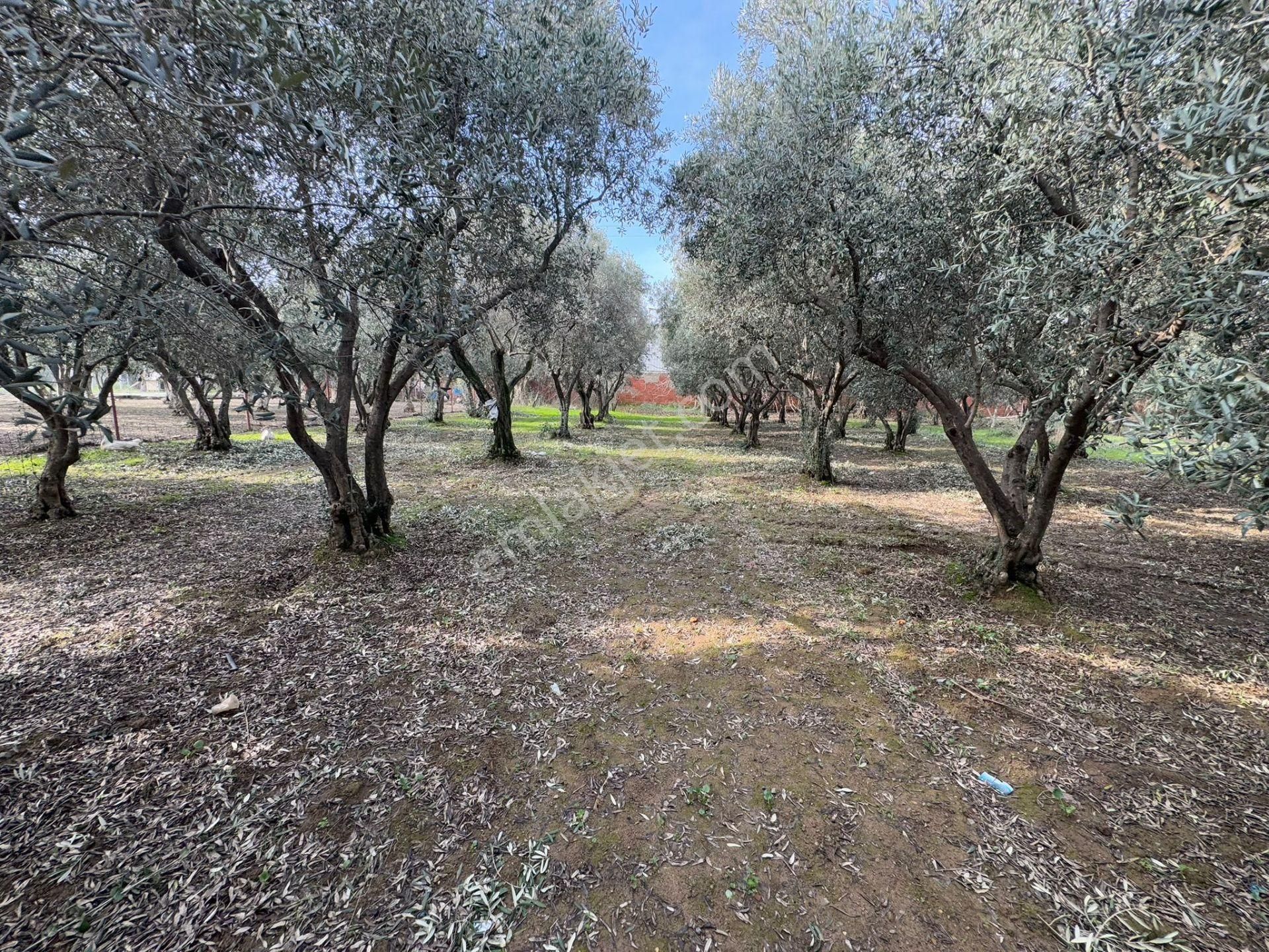 Kemalpaşa Sekiz Eylül Satılık Bağ & Bahçe Kemalpaşa Merkez Satılık Bahçe 3800m2