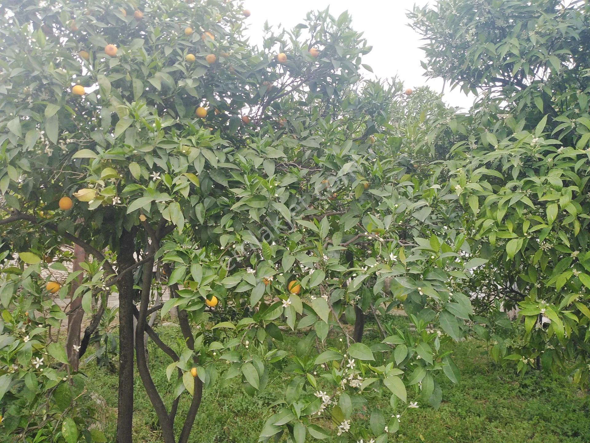 Aydın Nazilli Yöntem Emlaktan Yenipazar Donduran Mahallesinde Satılık 3+1 Müstakil Ev Ve Dükkan - Görsel 7