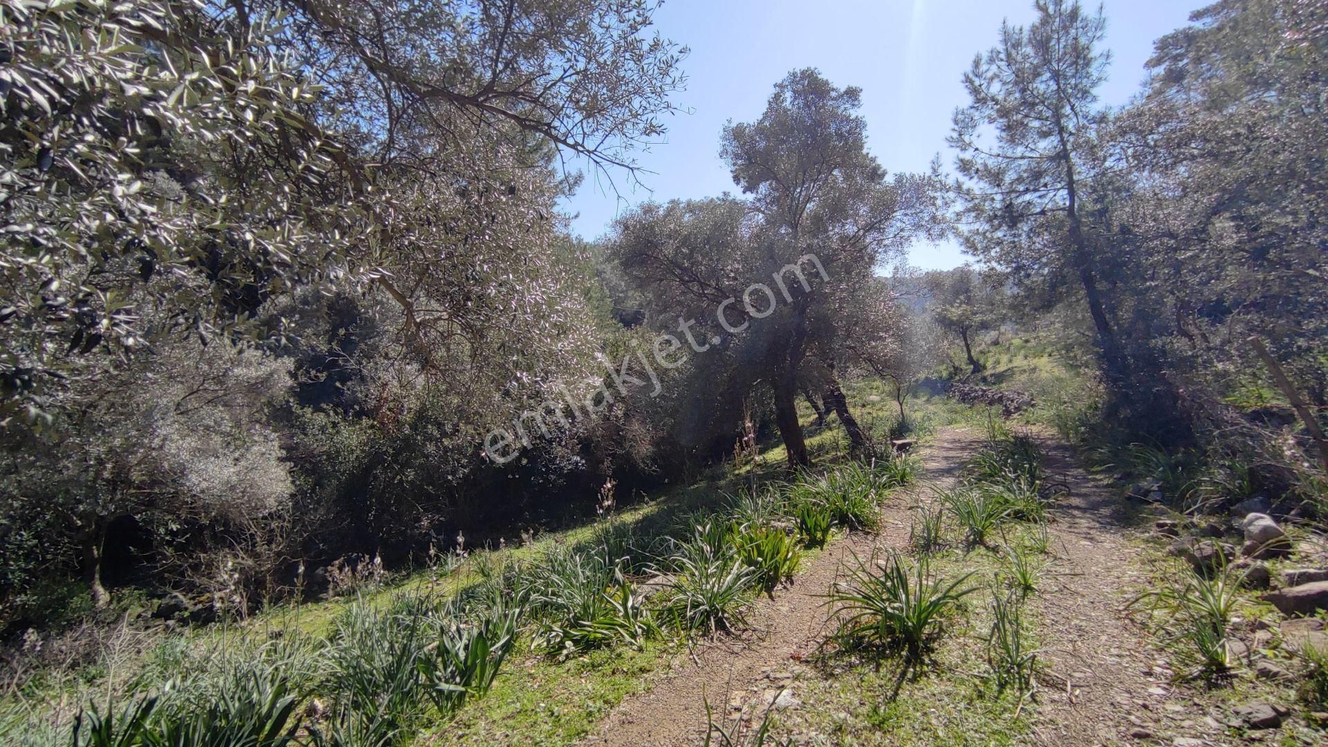 Dalyan Gökbelde Satılık Toplam 1329 M2 (gba20) - Görsel 9