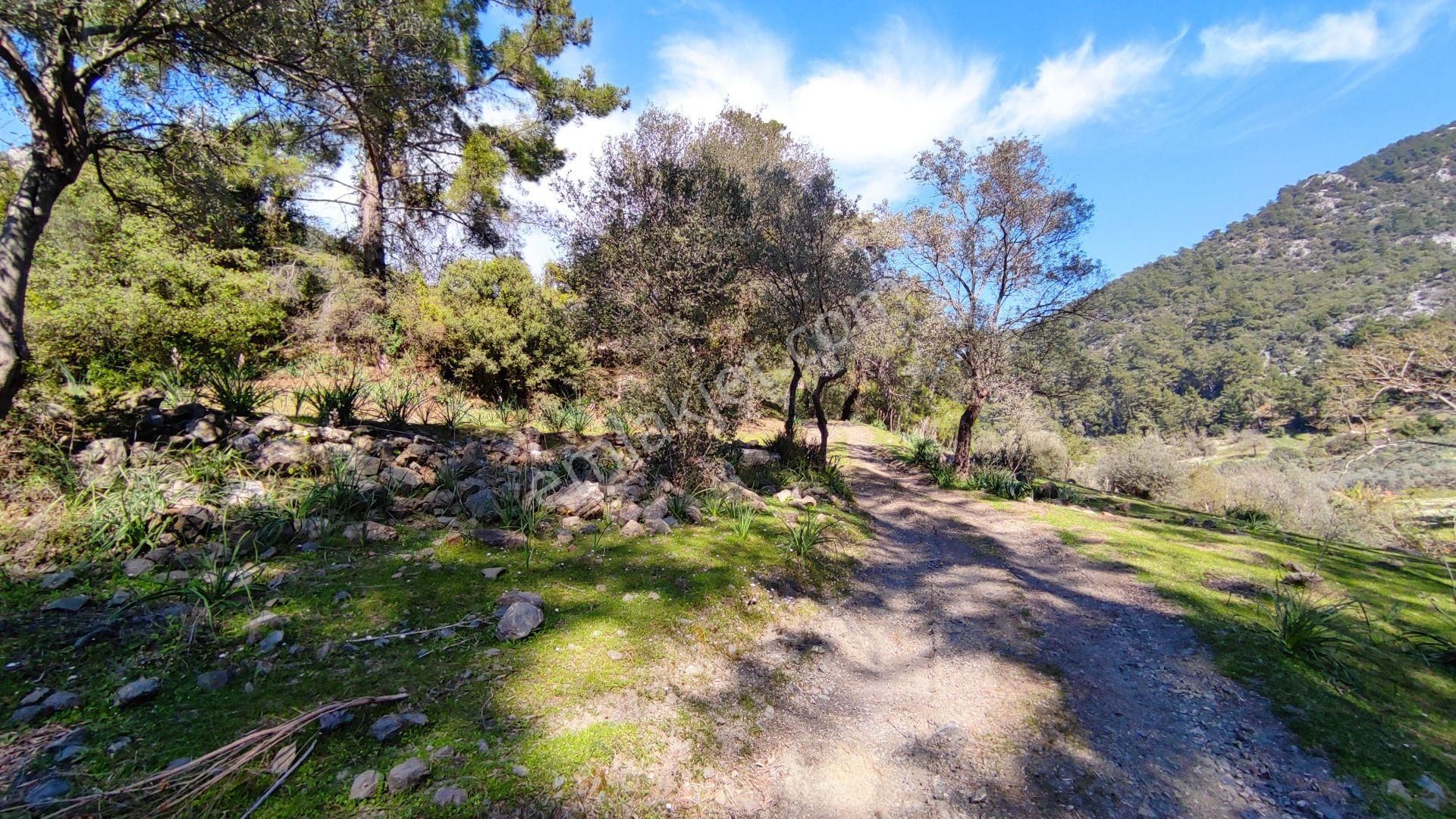 Dalyan Gökbelde Satılık Toplam 1329 M2 (gba20) - Görsel 8