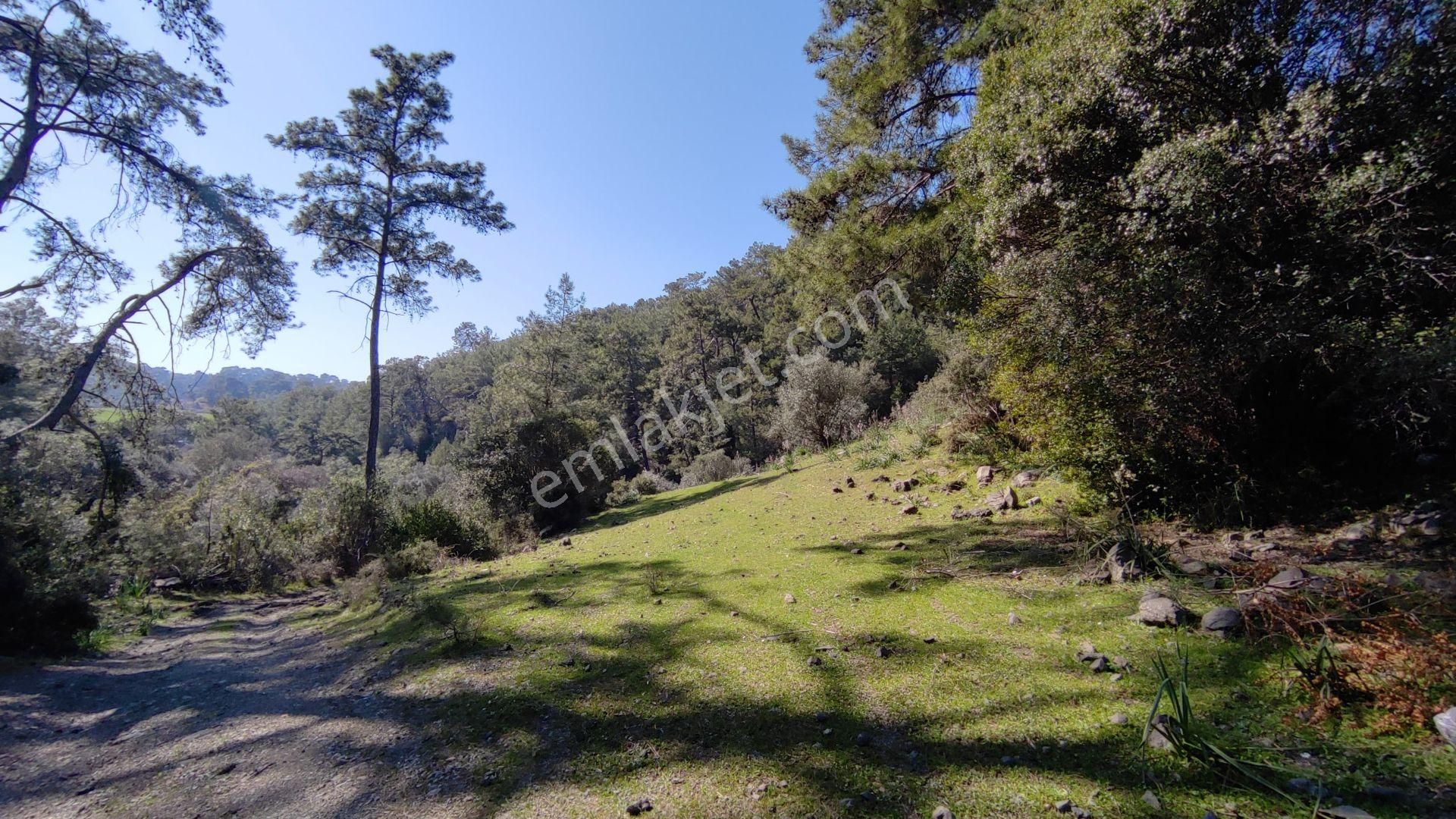 Dalyan Gökbelde Satılık Toplam 1329 M2 (gba20) - Görsel 4