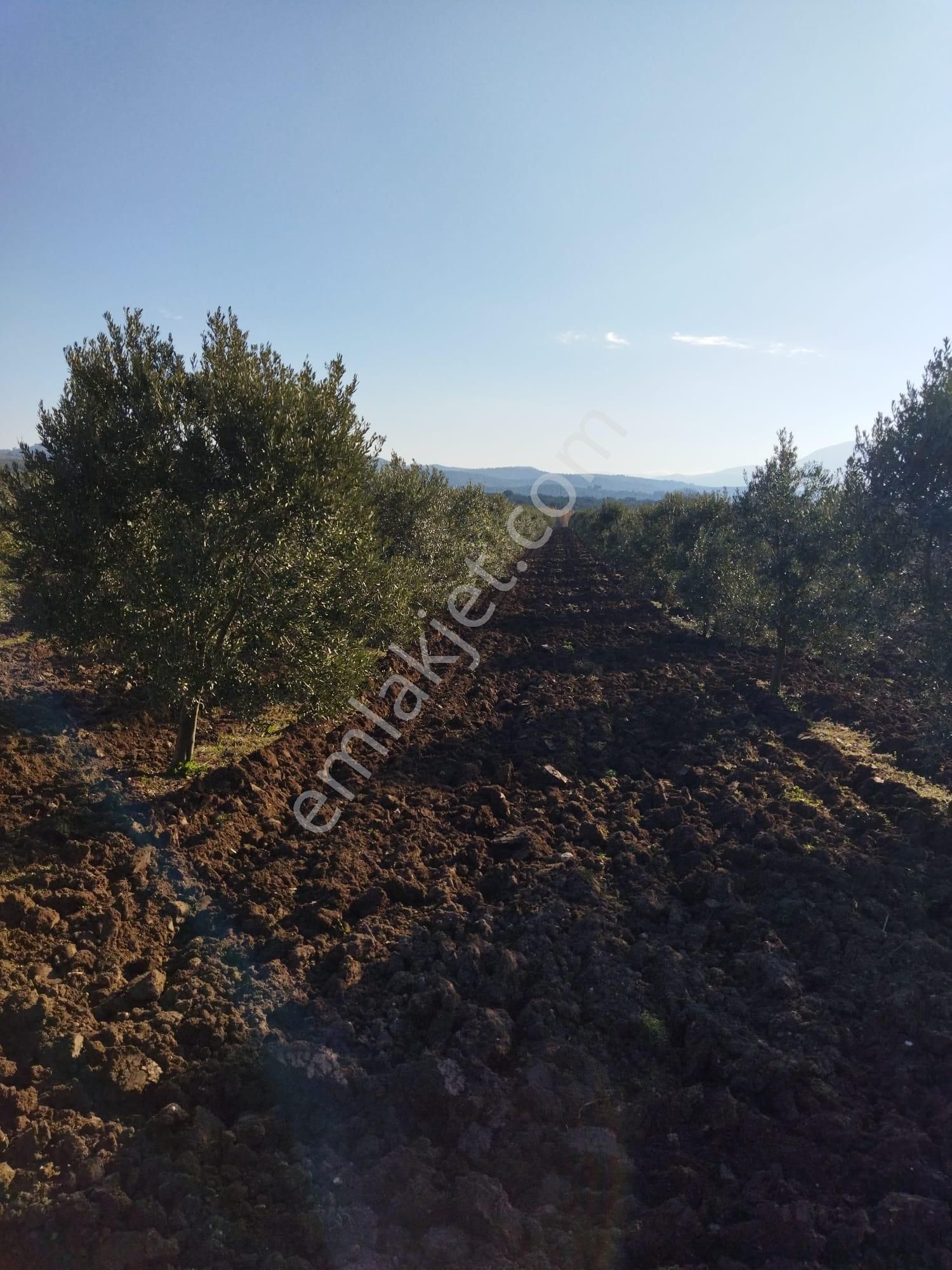 İzmir İstanbul Yolu Üzeri 8 Dönüm Satılık (emin'den) - Görsel 7