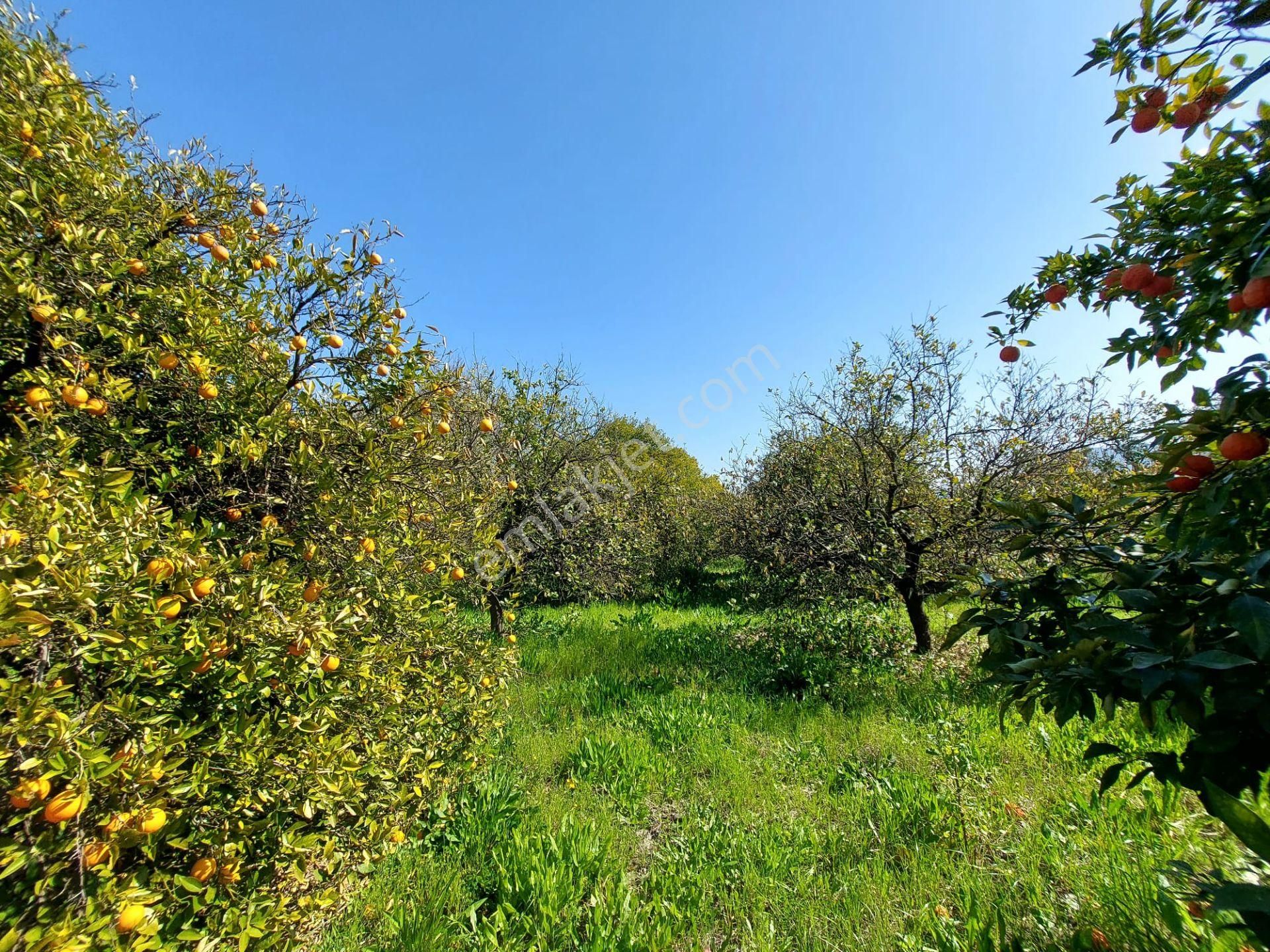 Muğla Ortaca Satılık Arazi Ortaca Okçularda Satılık 1 520 M2 Yatırıma Uygun Arsa