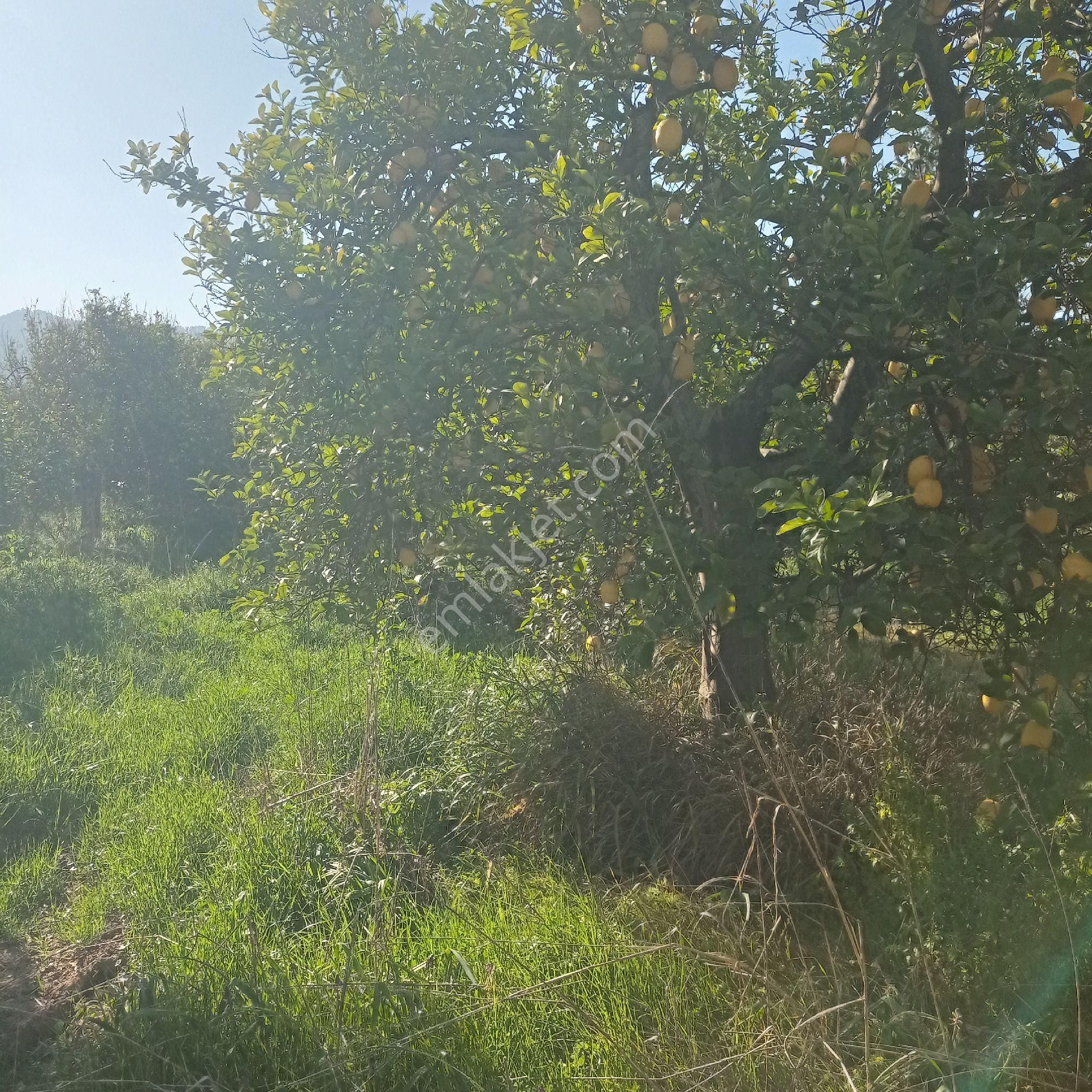 Muğla Ortaca Arıkbşi Mah - Görsel 6