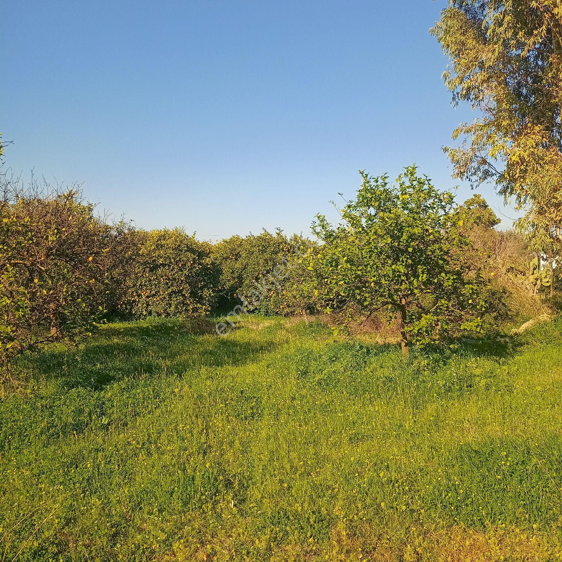 Muğla Ortaca Arıkbşi Mah - Görsel 8