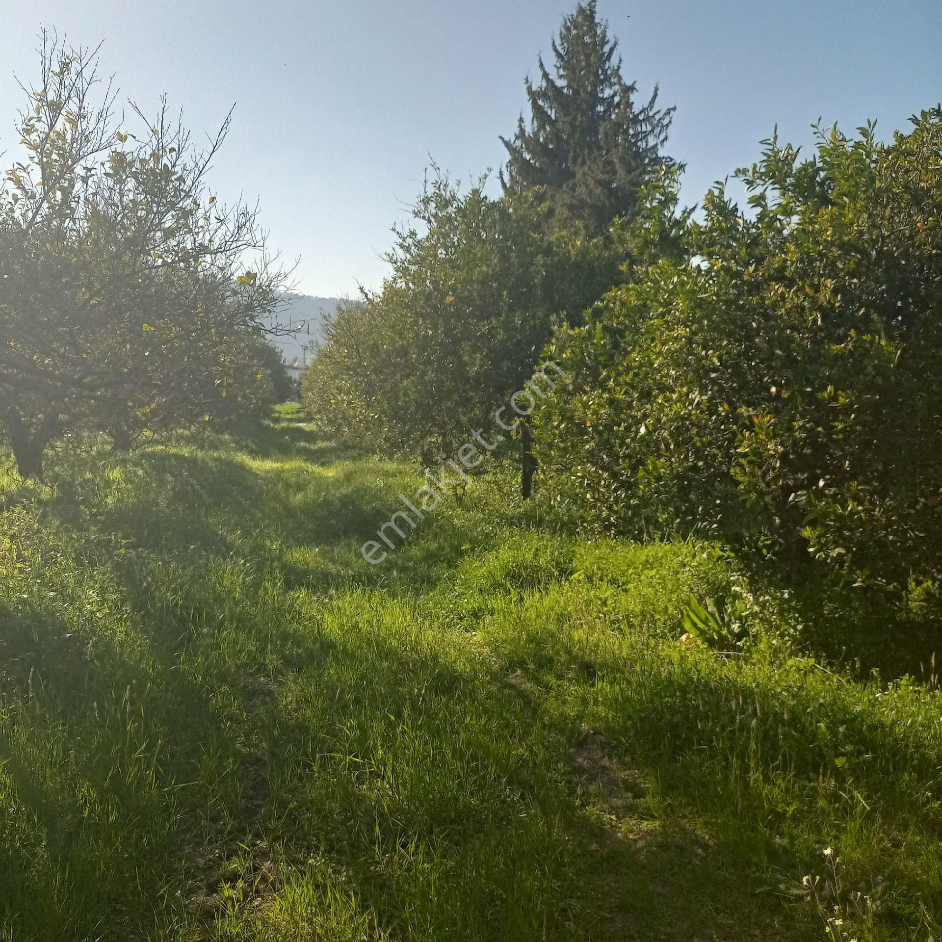 Muğla Ortaca Arıkbşi Mah - Görsel 9