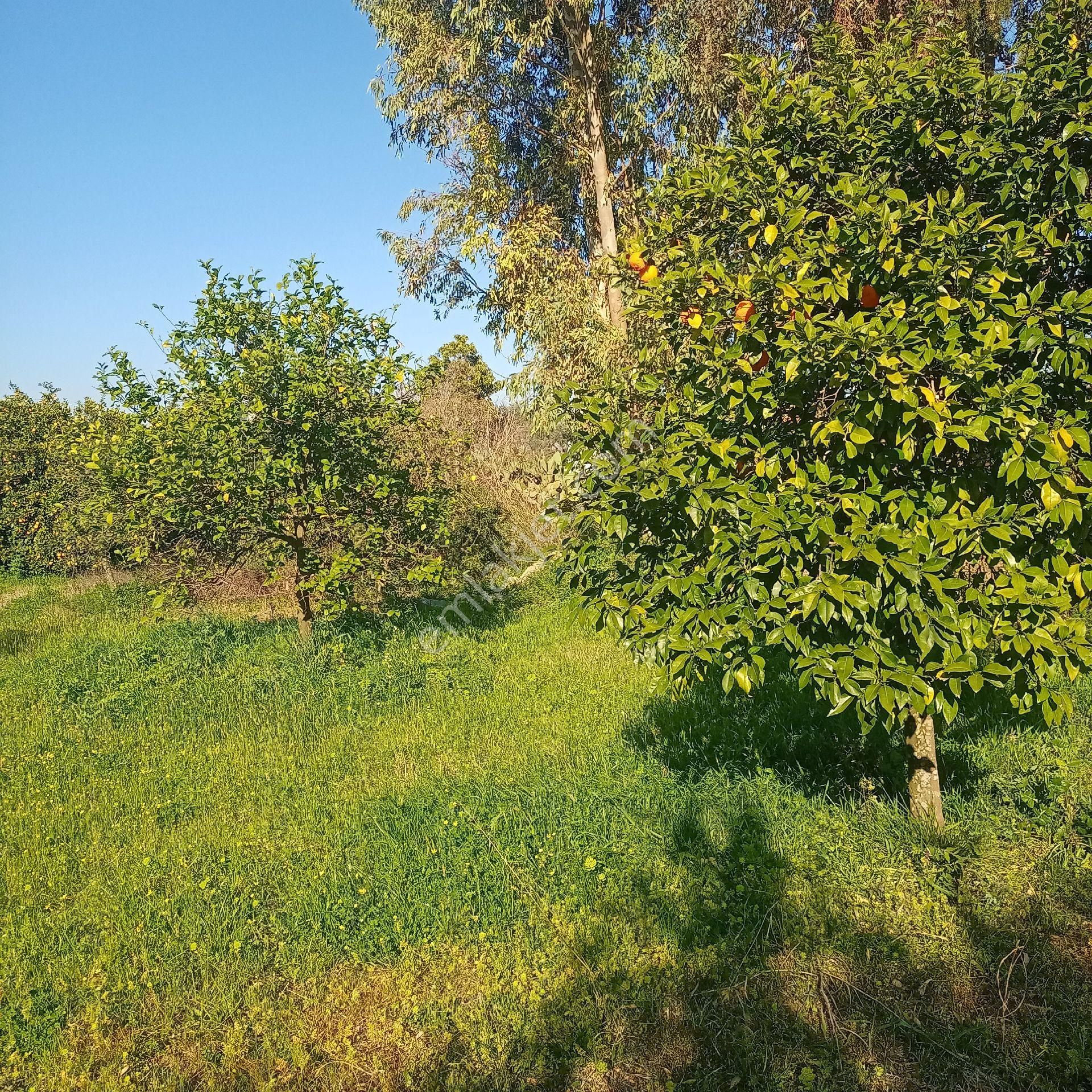 Muğla Ortaca Arıkbşi Mah - Görsel 7