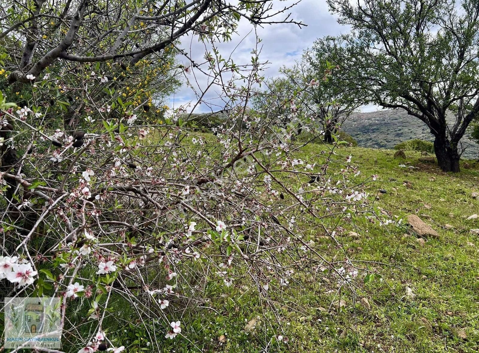Marinden Yazı Mah. Eşsiz Deniz Manzaralı Yatırımlık Bademlik - Görsel 5