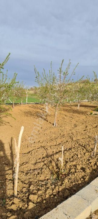 Meram Karadiğinde 2.800 M2 Müstakil Tapulu Satılık Bahçe - Görsel 21