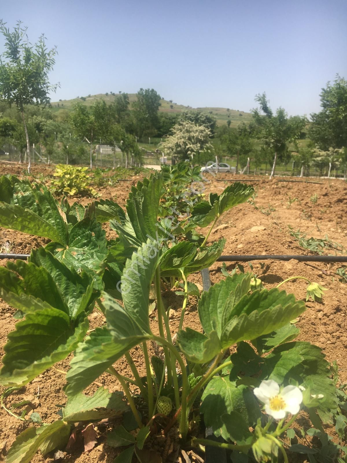 Meram Karadiğinde 2.800 M2 Müstakil Tapulu Satılık Bahçe - Görsel 8
