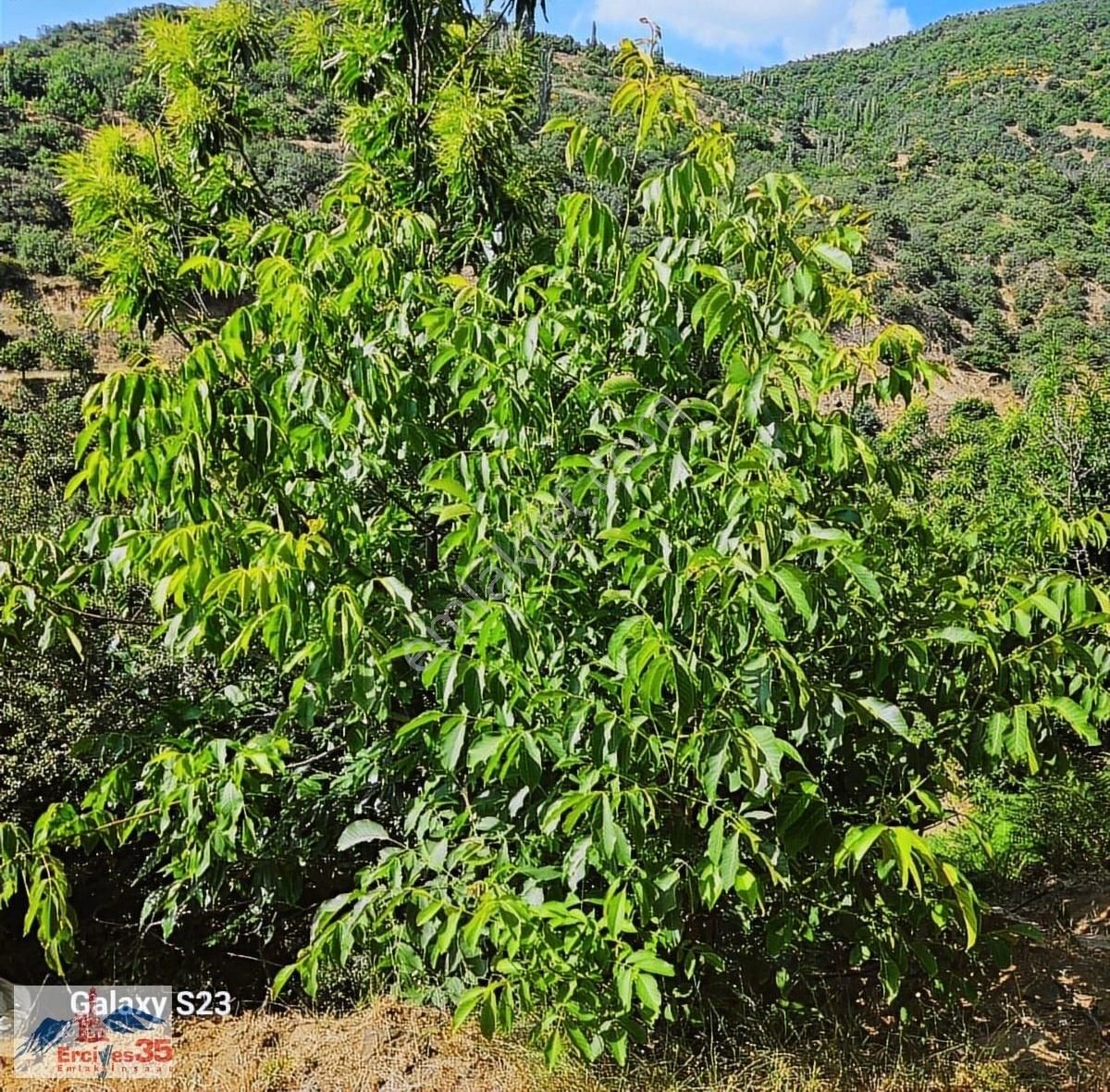 Ceviz Ve Kestane Bahçesi Yol & Su Mevcut 9.578 M2 - Görsel 9