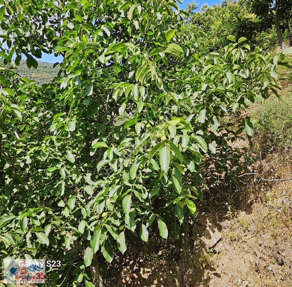 Ceviz Ve Kestane Bahçesi Yol & Su Mevcut 9.578 M2 - Görsel 11