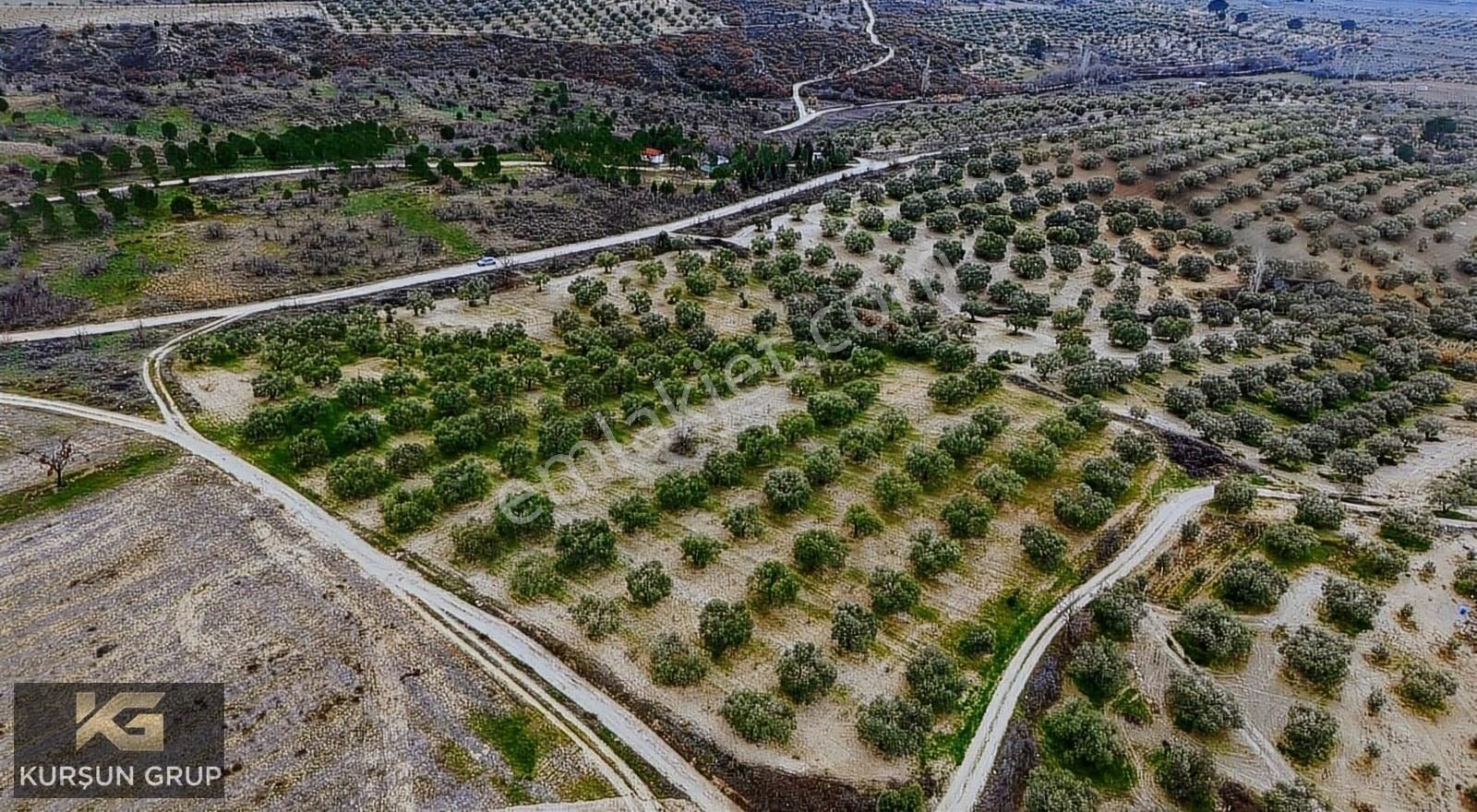 Saruhanlı Pınarbaşı Satılık Zeytinlik Saruhanlı Pınarbaşı'nda Resmi Yola Cepheli Yatırımlık Zeytinlik