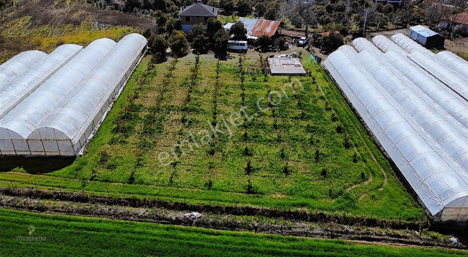 Köyceğiz Köyceğiz Satılık Bağ & Bahçe Yüksekkum'dan Köyceğiz De 2.700 M2 Narenciye Bahçesi Satılık