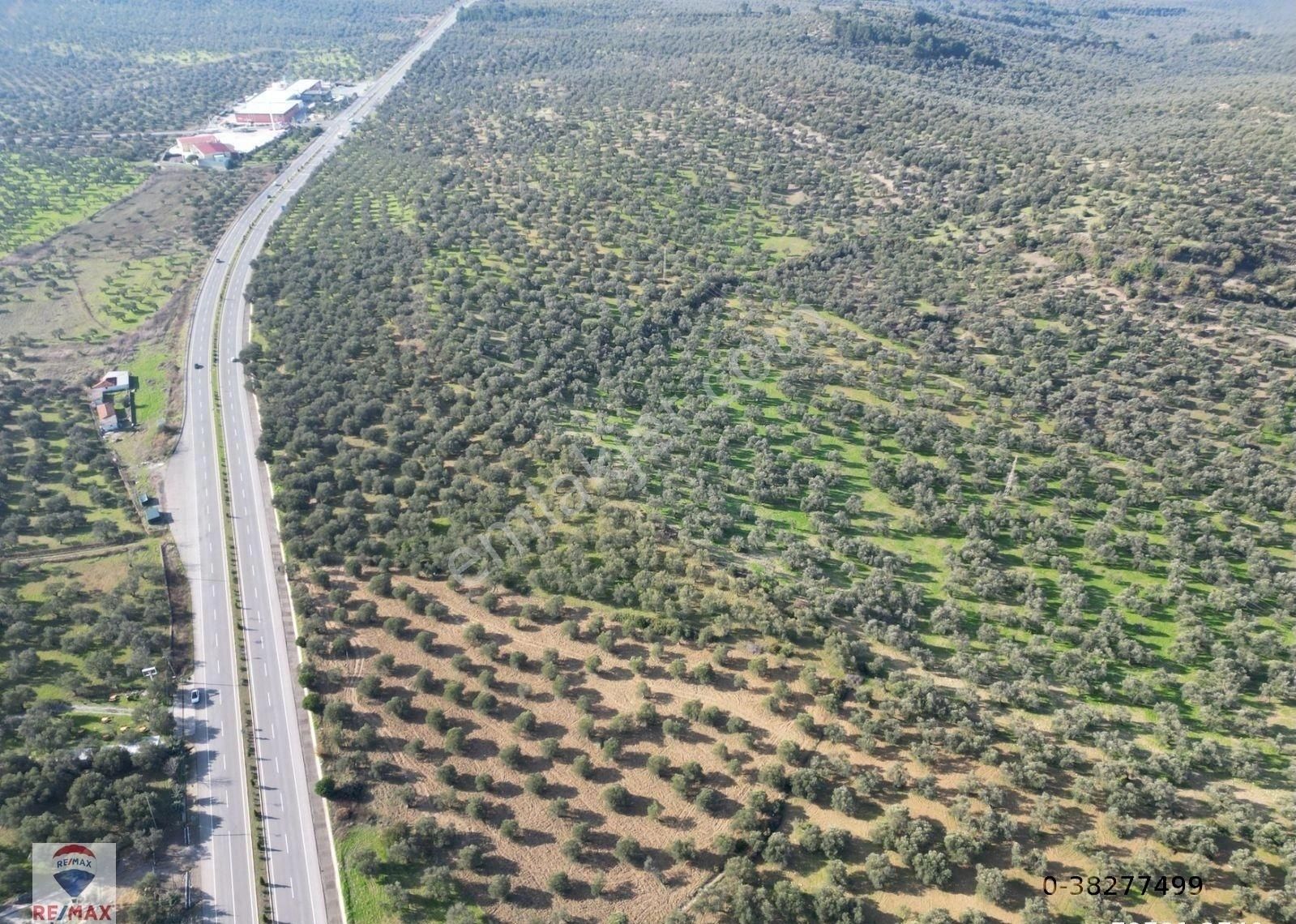 Gömeç Keremköy Satılık Zeytinlik Gömeç Keremköyde Anayola Yakın Satılık Zeytinlik