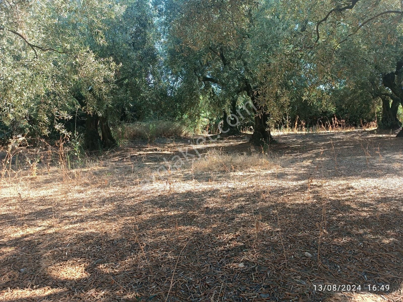 Balıkesir Erdek Hamamlı Mah. 2.067 M2 Satılık Zeytinlik Yatırımlık - Görsel 5