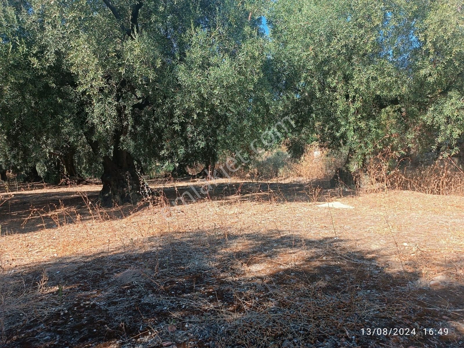Balıkesir Erdek Hamamlı Mah. 2.067 M2 Satılık Zeytinlik Yatırımlık - Görsel 9