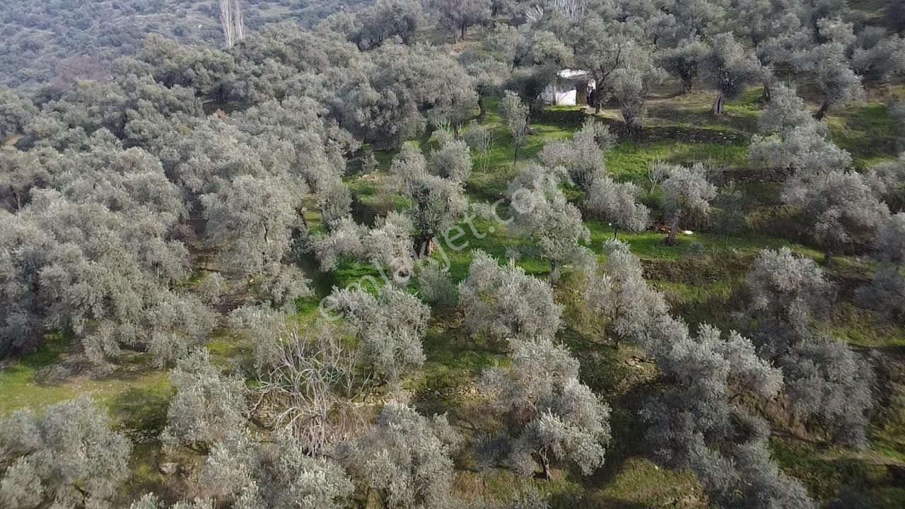 Su Emlaktan Pınarlıda Zeytinlik - Görsel 2