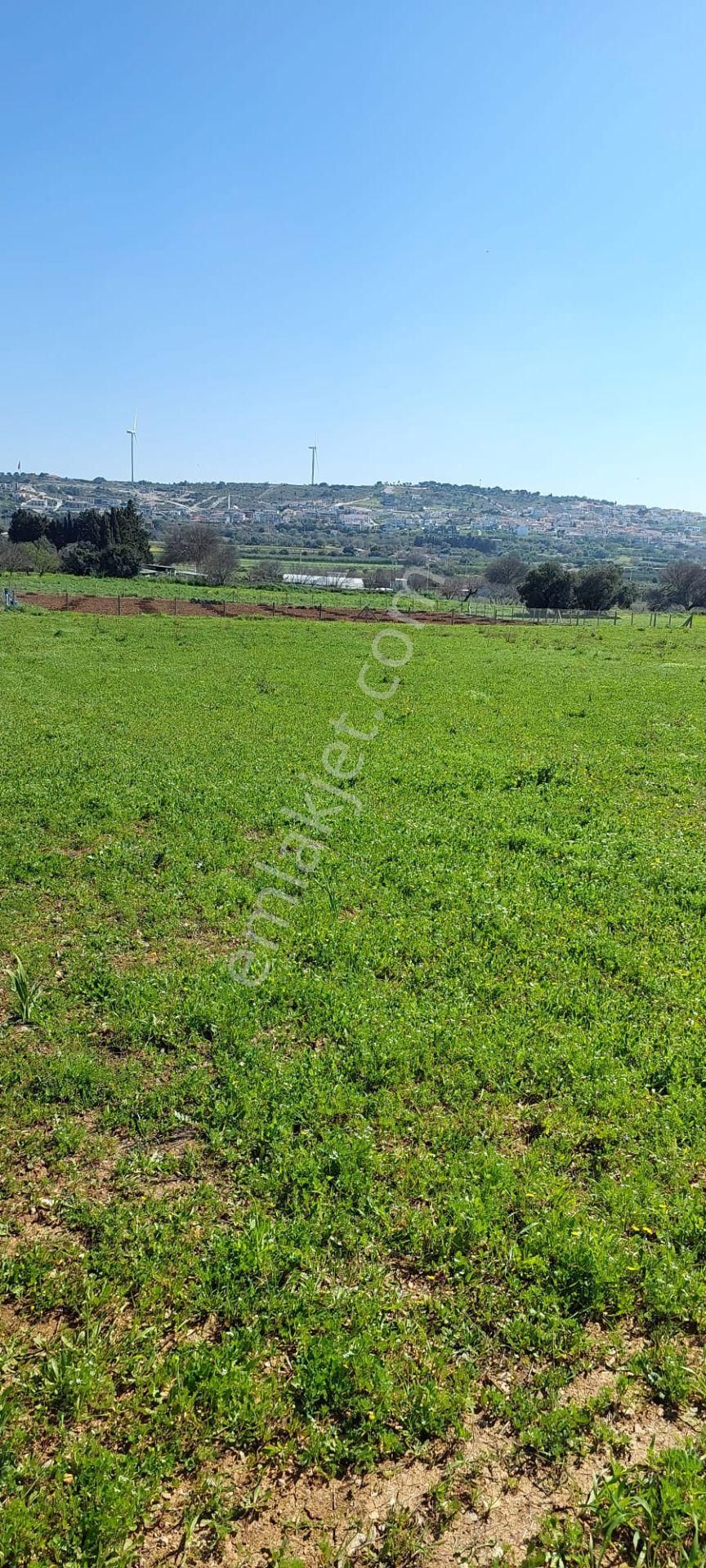 Çeşme Musalla Satılık Tarla Alaçatı Gayrimenkulden Ovacık'ta Yatırımlık Tarla