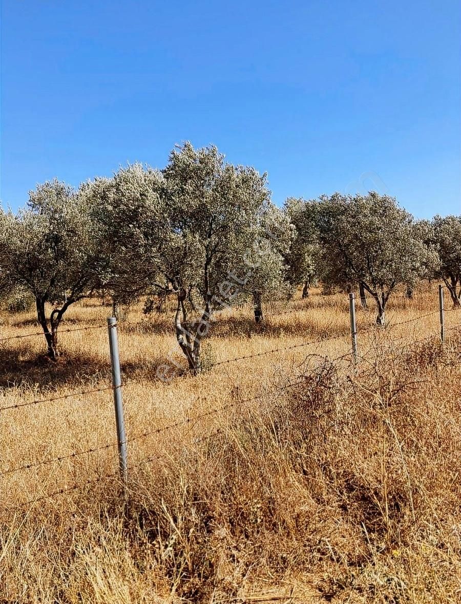 Bodrum Sazköy'de Satılık Tarla - Görsel 3