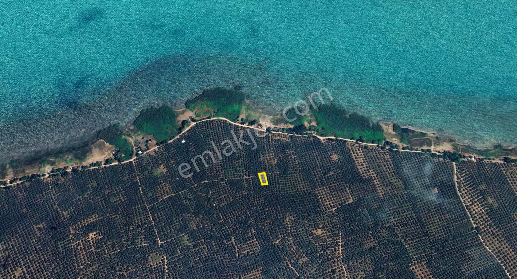 C21 Cius; Orhangazi Sölöz 560m2 Satılık Zeytinlik - Görsel 3