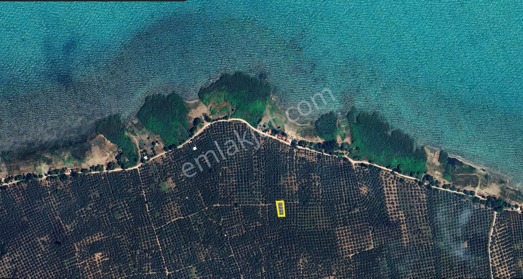 C21 Cius; Orhangazi Sölöz 560m2 Satılık Zeytinlik - Görsel 5