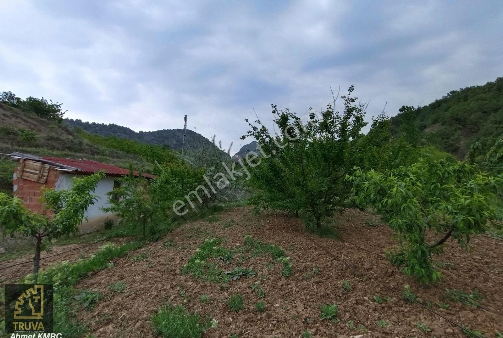 Suluova Boyalı Köyü Satılık Tarla Truva'dan Amasya Pamuklu Mevkisinde Satılık Meyve Bahçesi