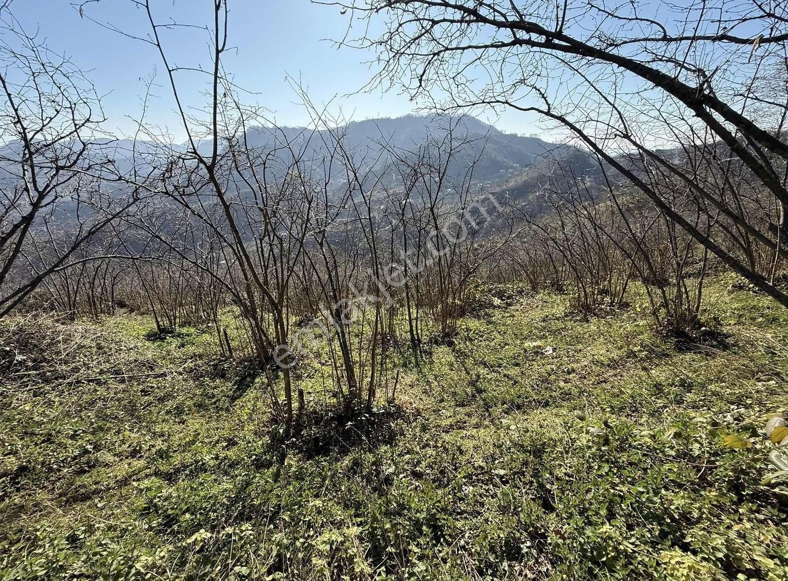 Perşembe Kırlı Satılık Bağ & Bahçe Ordu Perşembe Kırlı'da 12 Dönüm Fındık Bahçesi