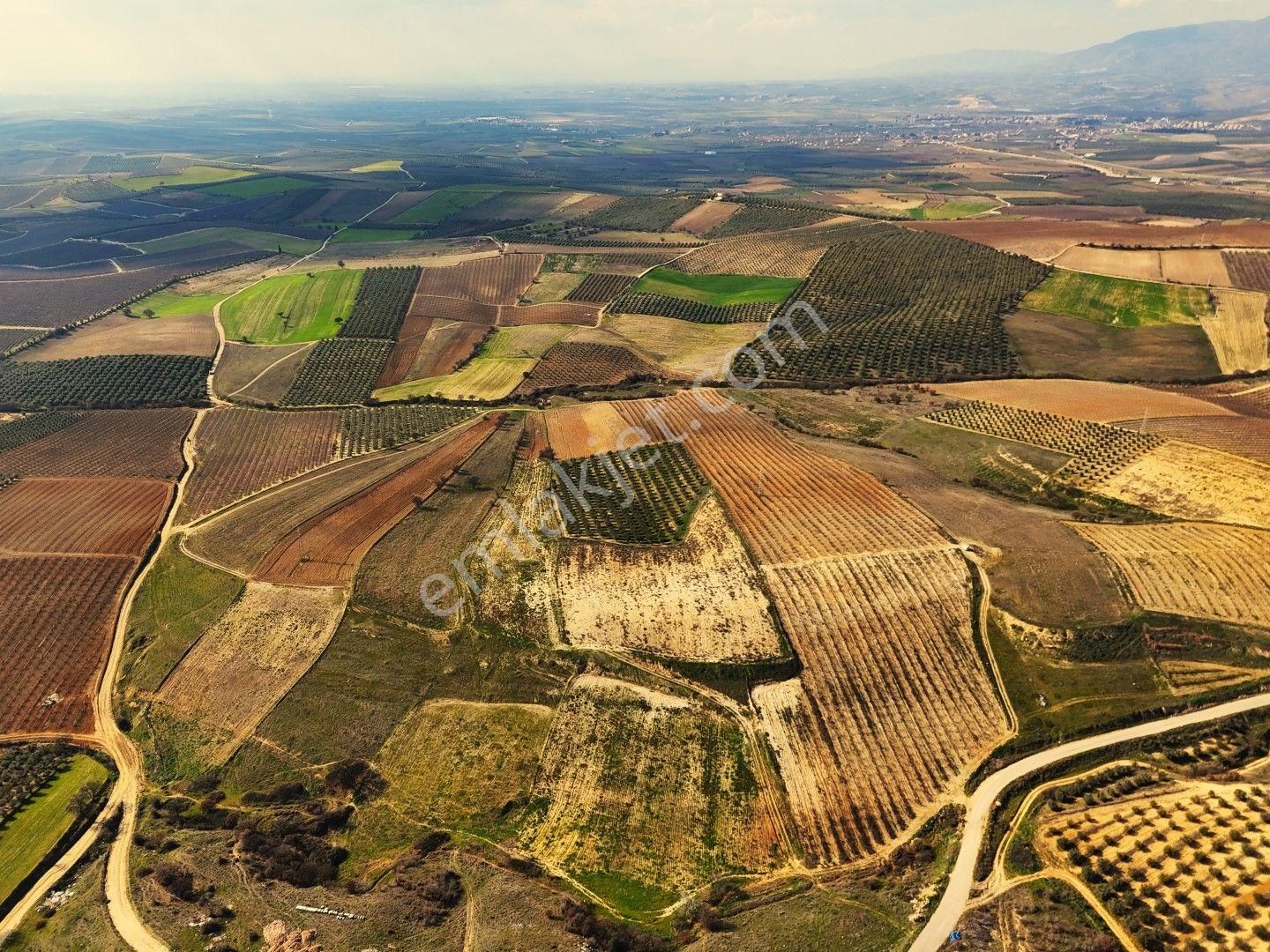Salihli Akviran'da Satılık 31500 M2 Zeytinlik Ve Boş Tarla Video - Görsel 18